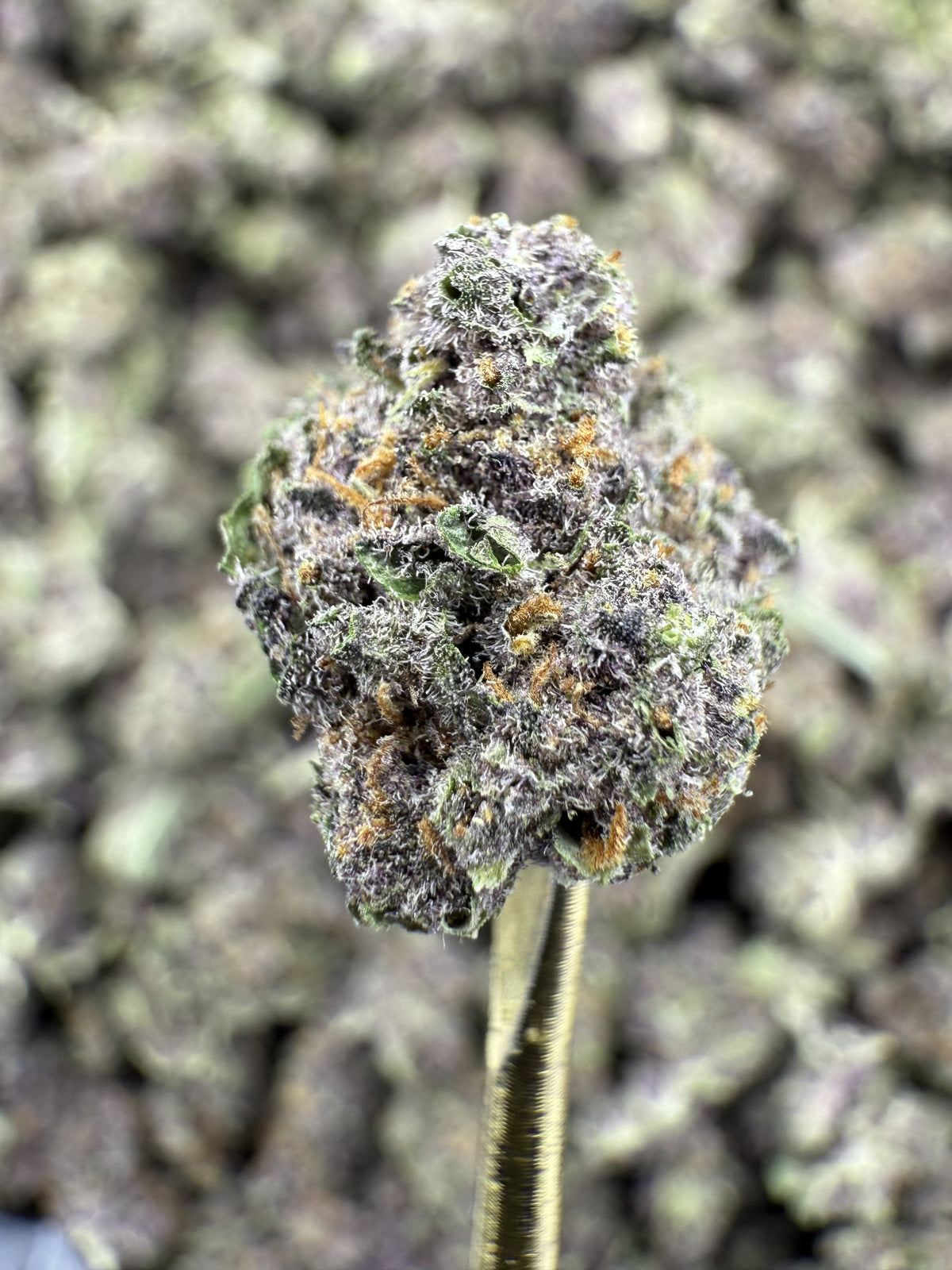 Tropicana Cookies - THCA Flower - Greenhouse Gold Nuggets