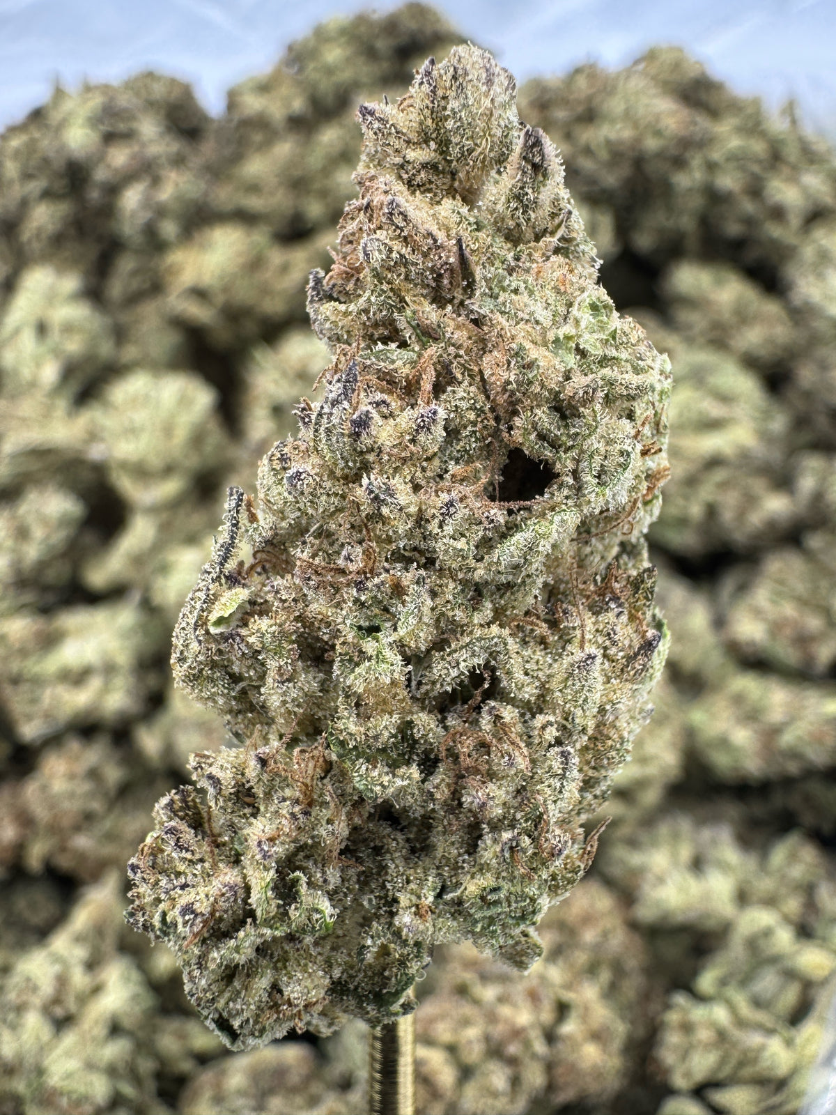 Venom OG - THCA BULK Flower - Greenhouse