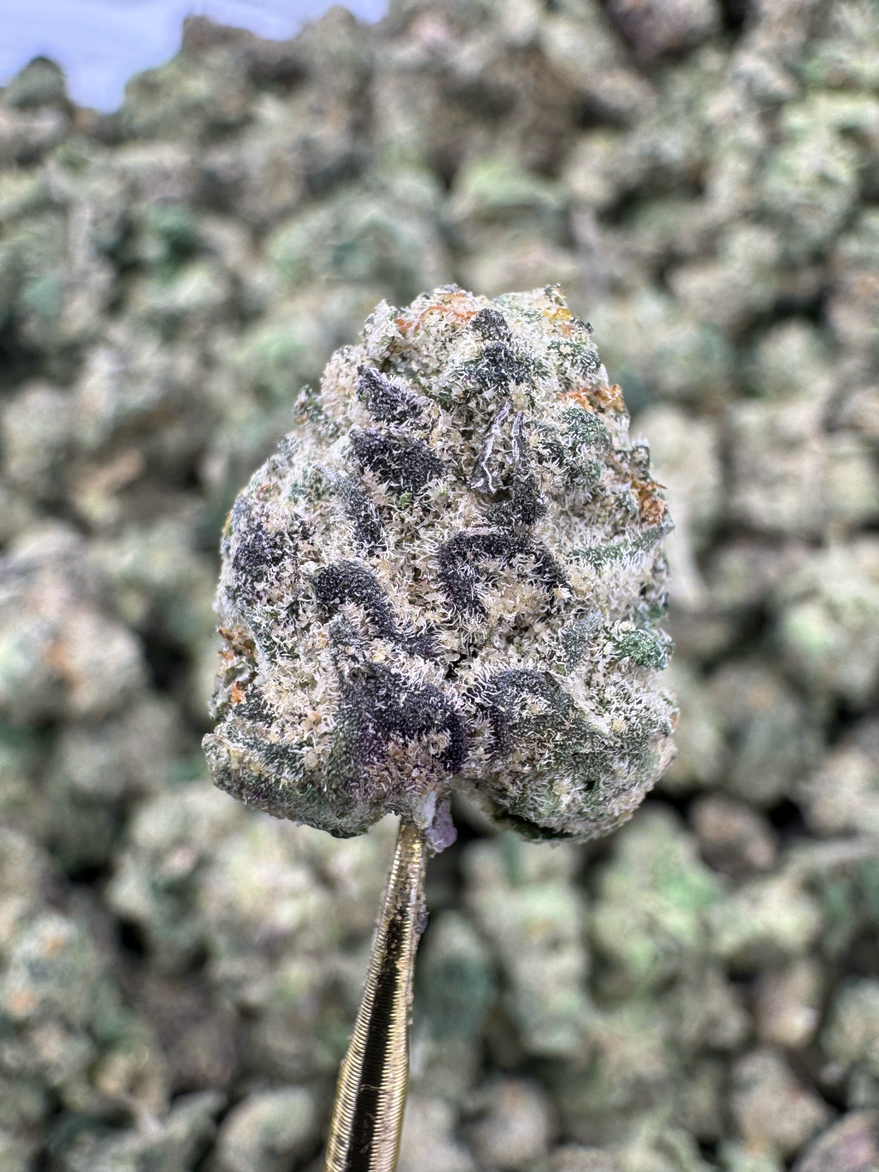 Venom OG - THCA Flower - Indoor Gold Nuggets Exotic