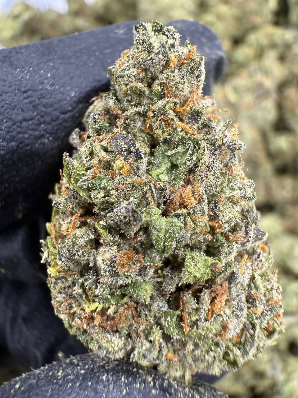 Venom OG - THCA Flower - Greenhouse Top Cut