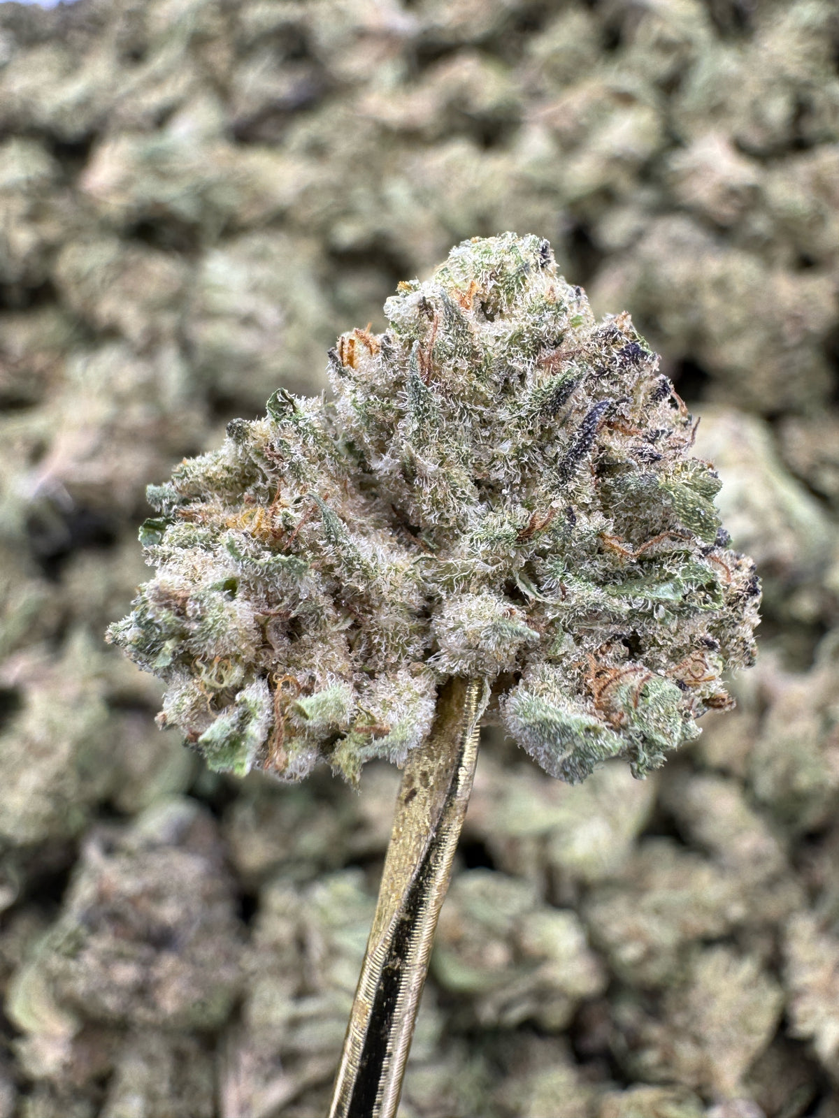 Wedding Cake - THCA Flower - Greenhouse Gold Nuggets