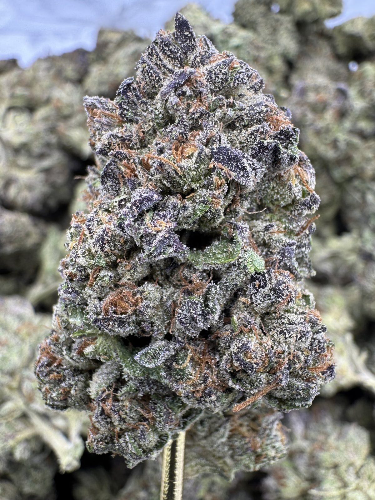 Wedding Cake - THCA BULK Flower - Greenhouse
