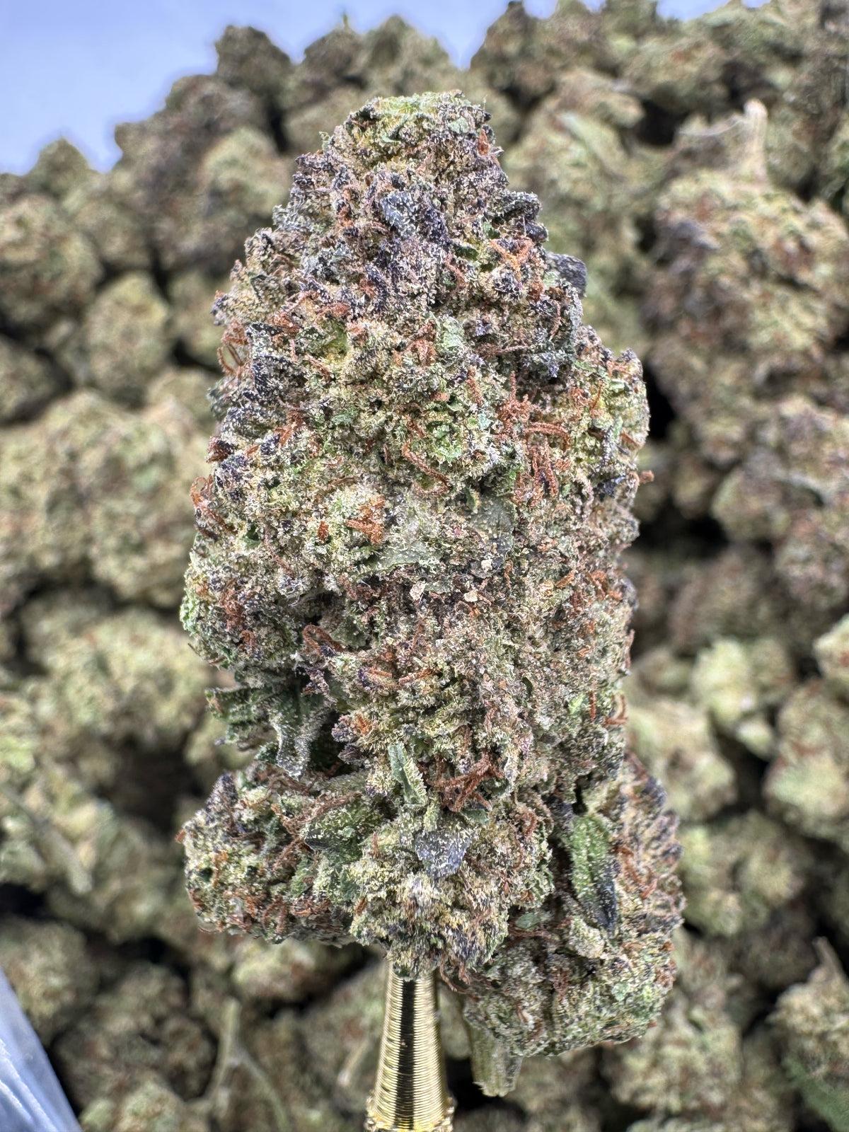 Wedding Cake - THCA BULK Flower - Sungrown