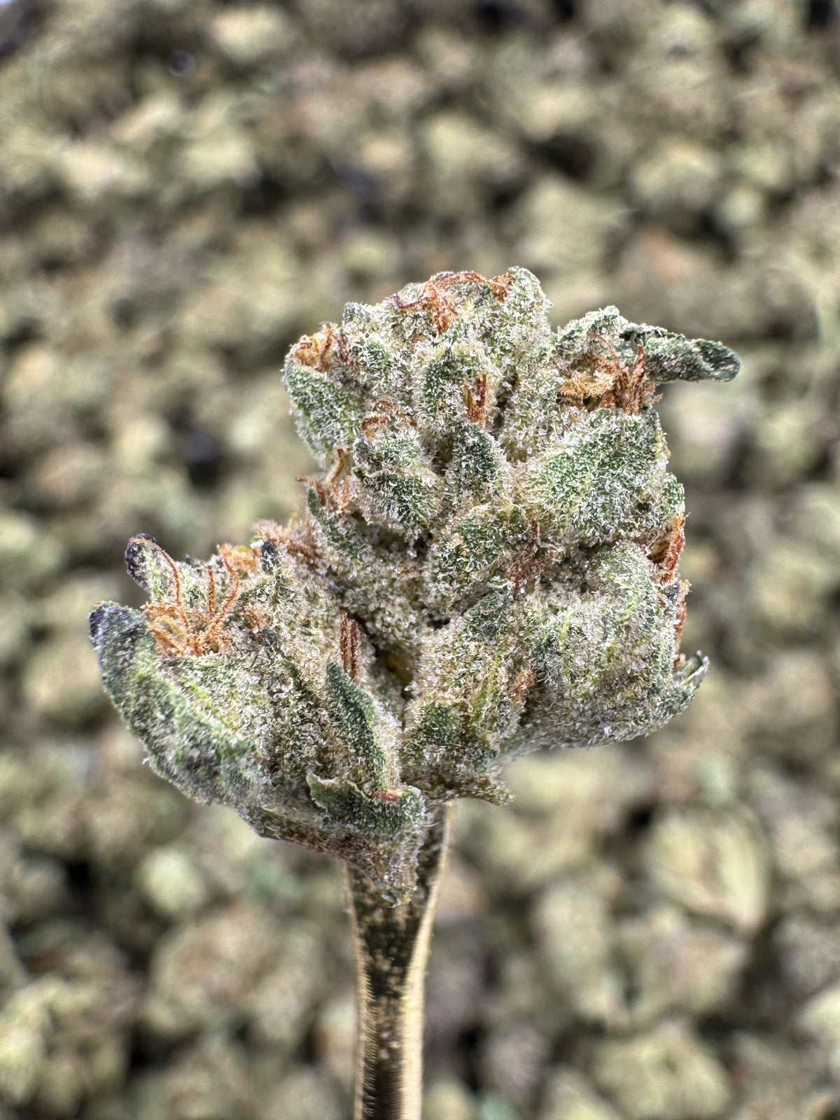 Wedding Cake - THCA BULK Flower - Greenhouse Smalls