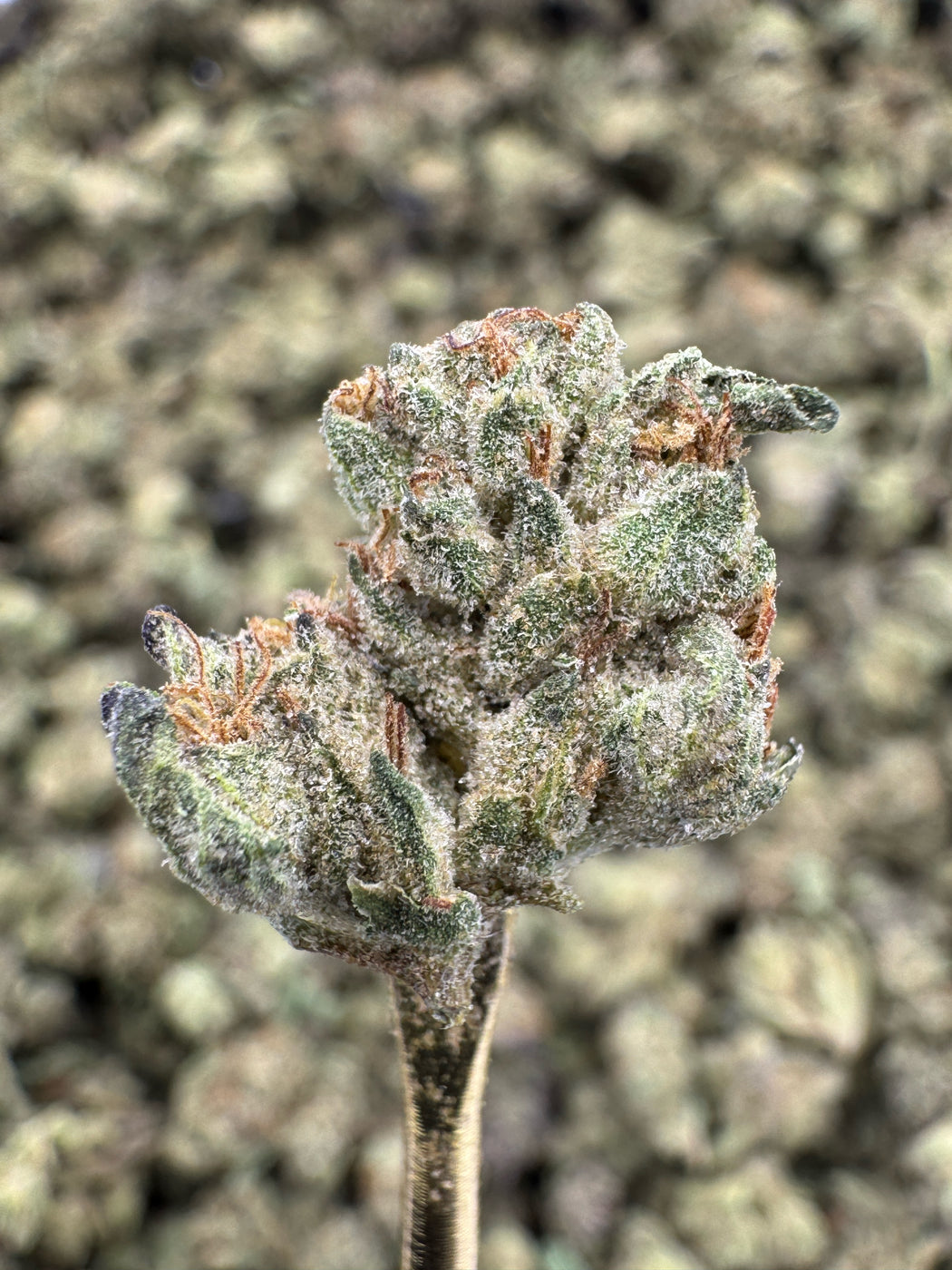 Wedding Cake - THCA BULK FLOWER - TOP SHELF SMALLS