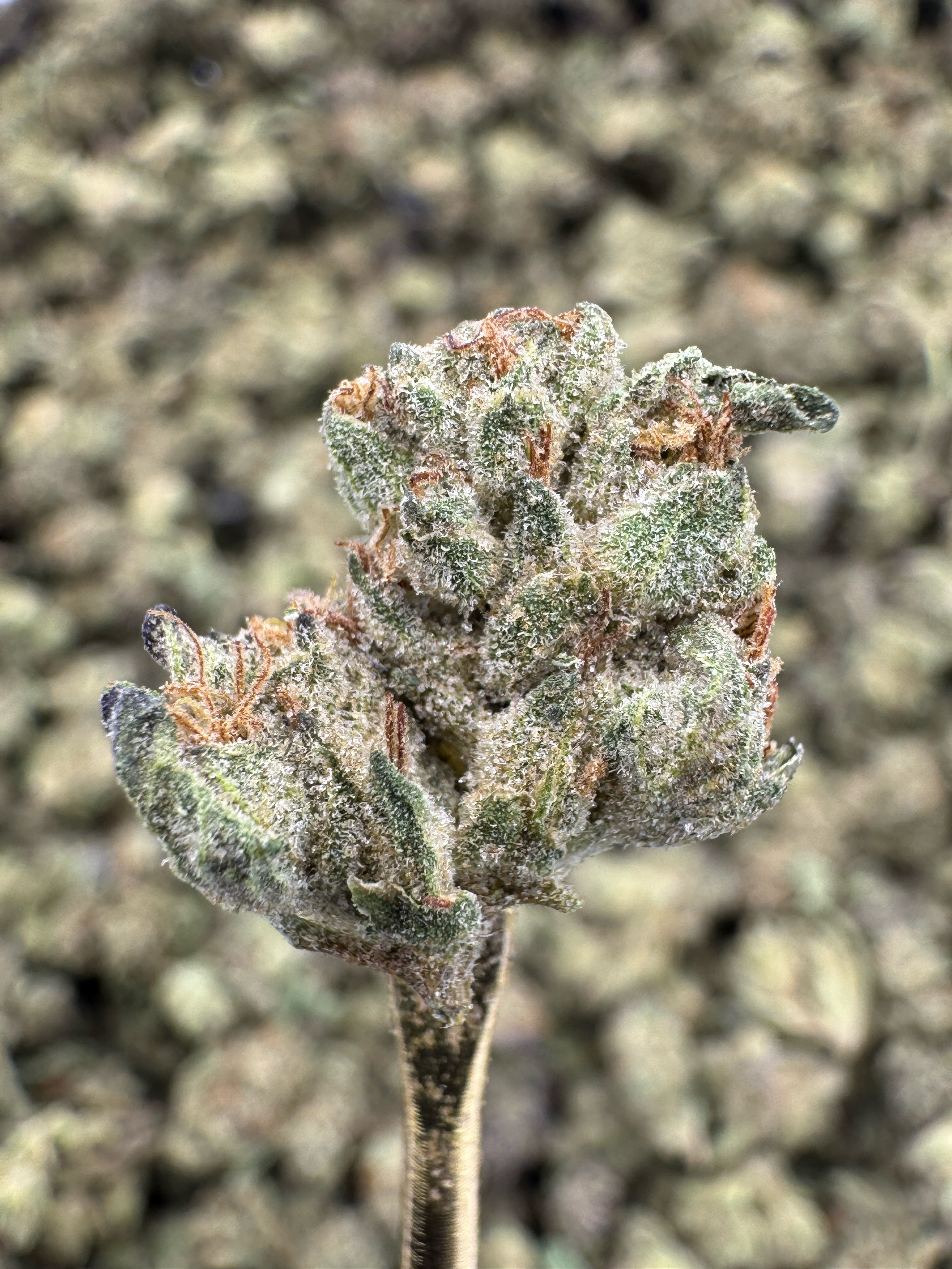 Wedding Cake - THCA Flower - Greenhouse Gold Nuggets