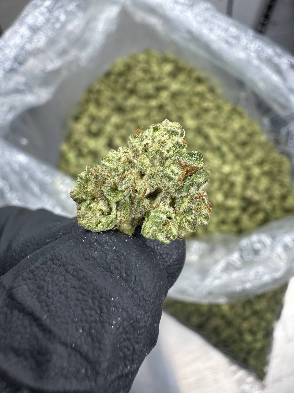 Wedding Cake - THCA BULK FLOWER - TOP SHELF SMALLS