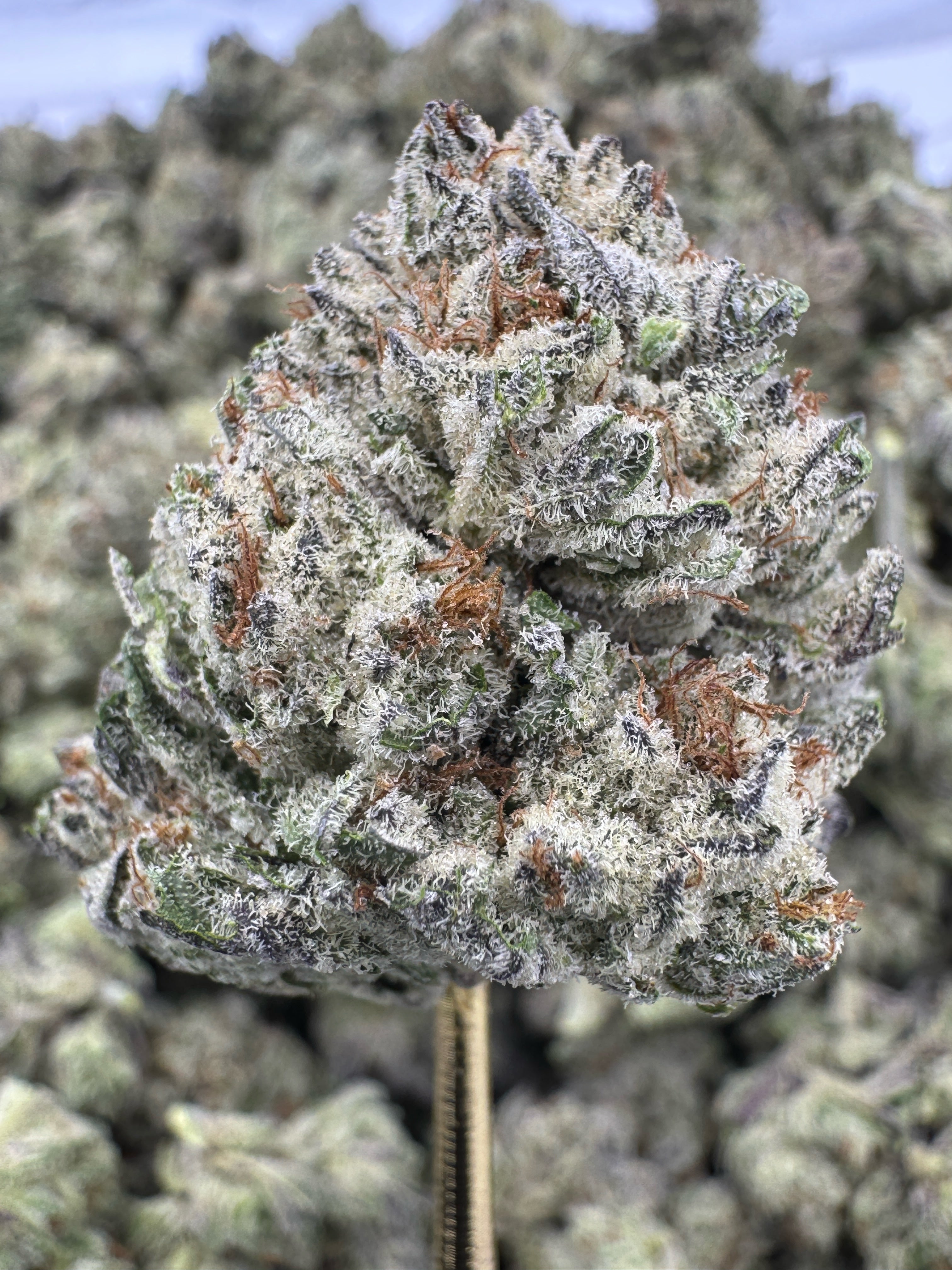 White Durban - THCA Flower - Indoor Top Cut