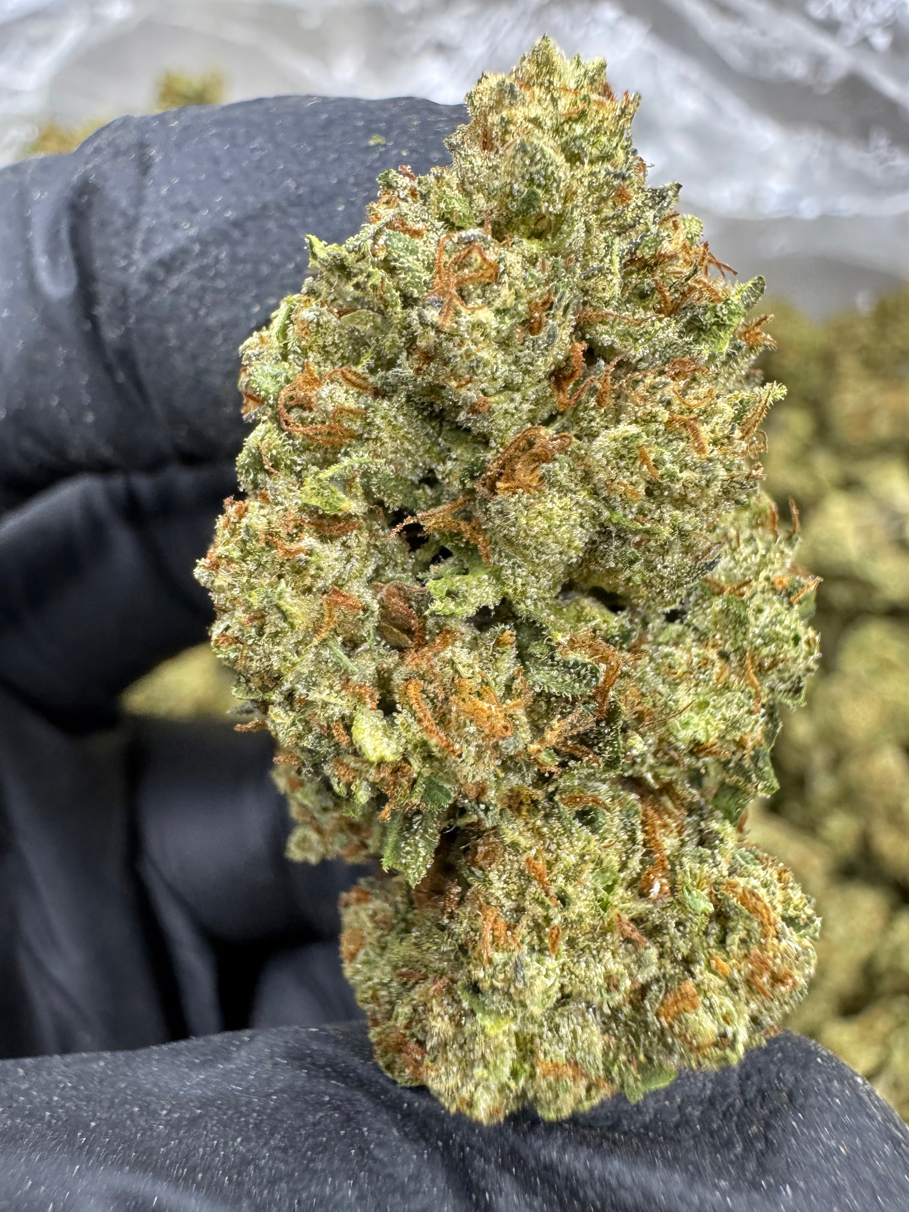White Sherbet - THCA BULK Flower - Sungrown