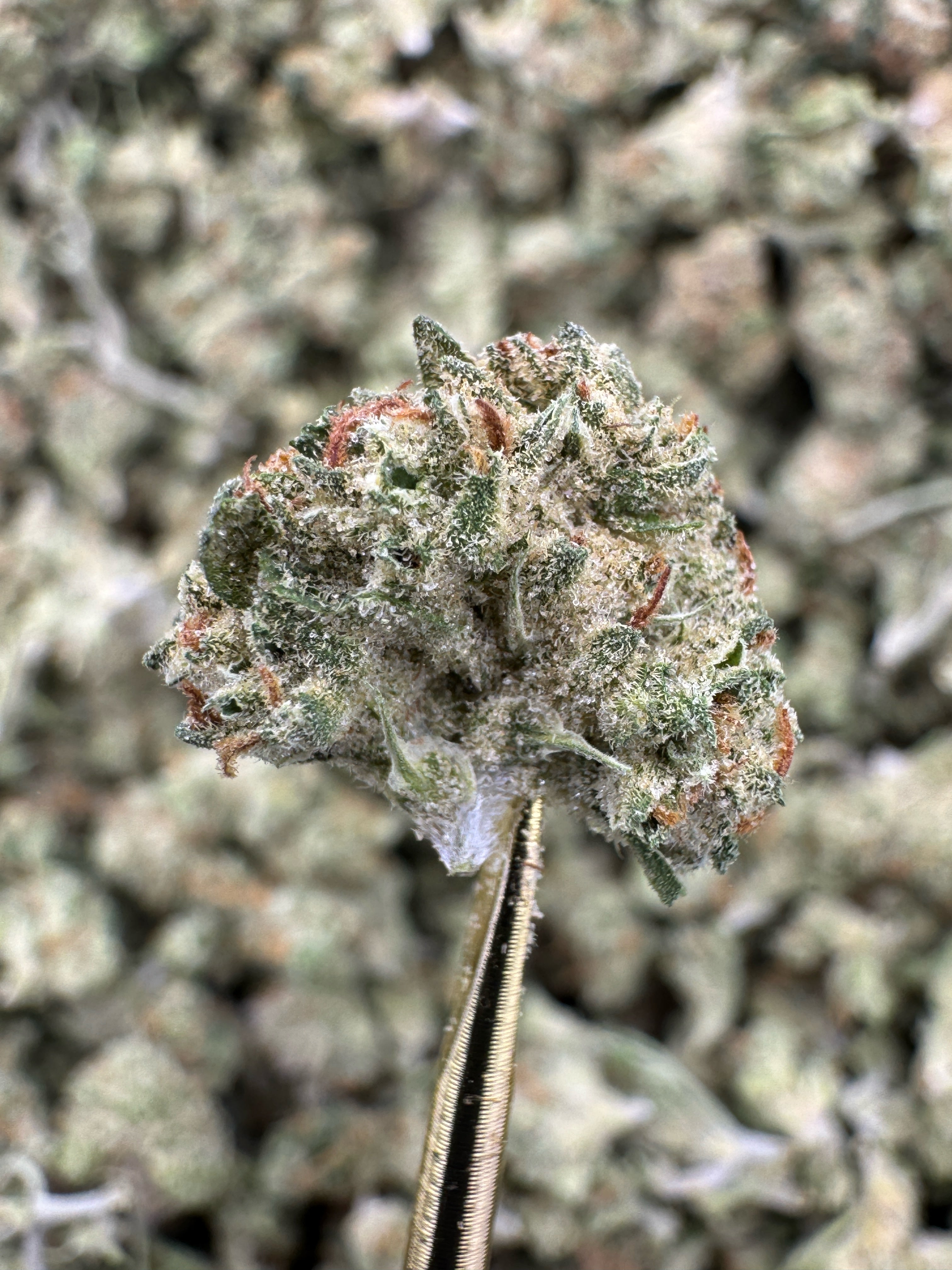 White Truffle - THCA Flower - Greenhouse Gold Nuggets