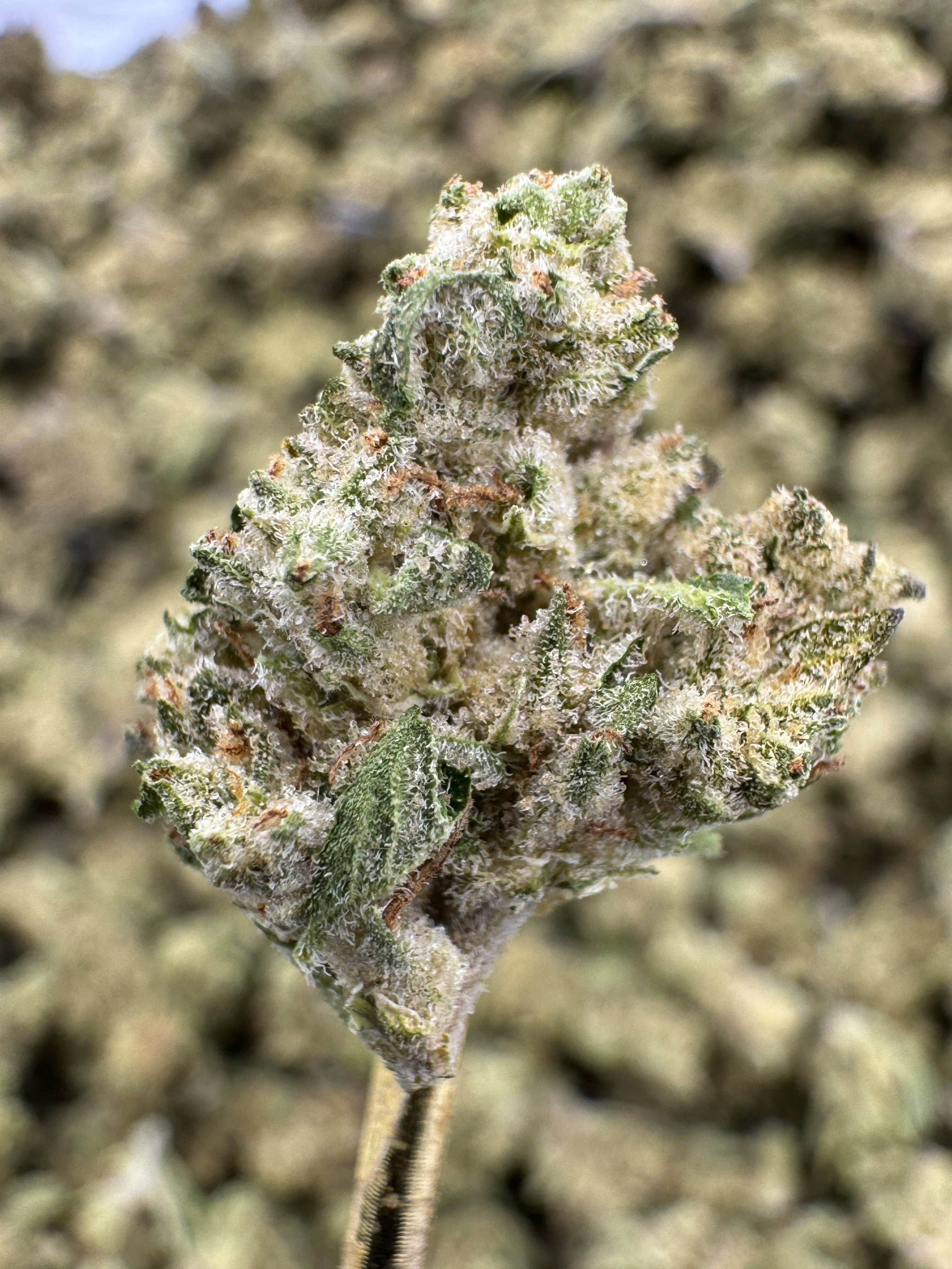 White Widow - THCA Flower - Greenhouse Gold Nuggets
