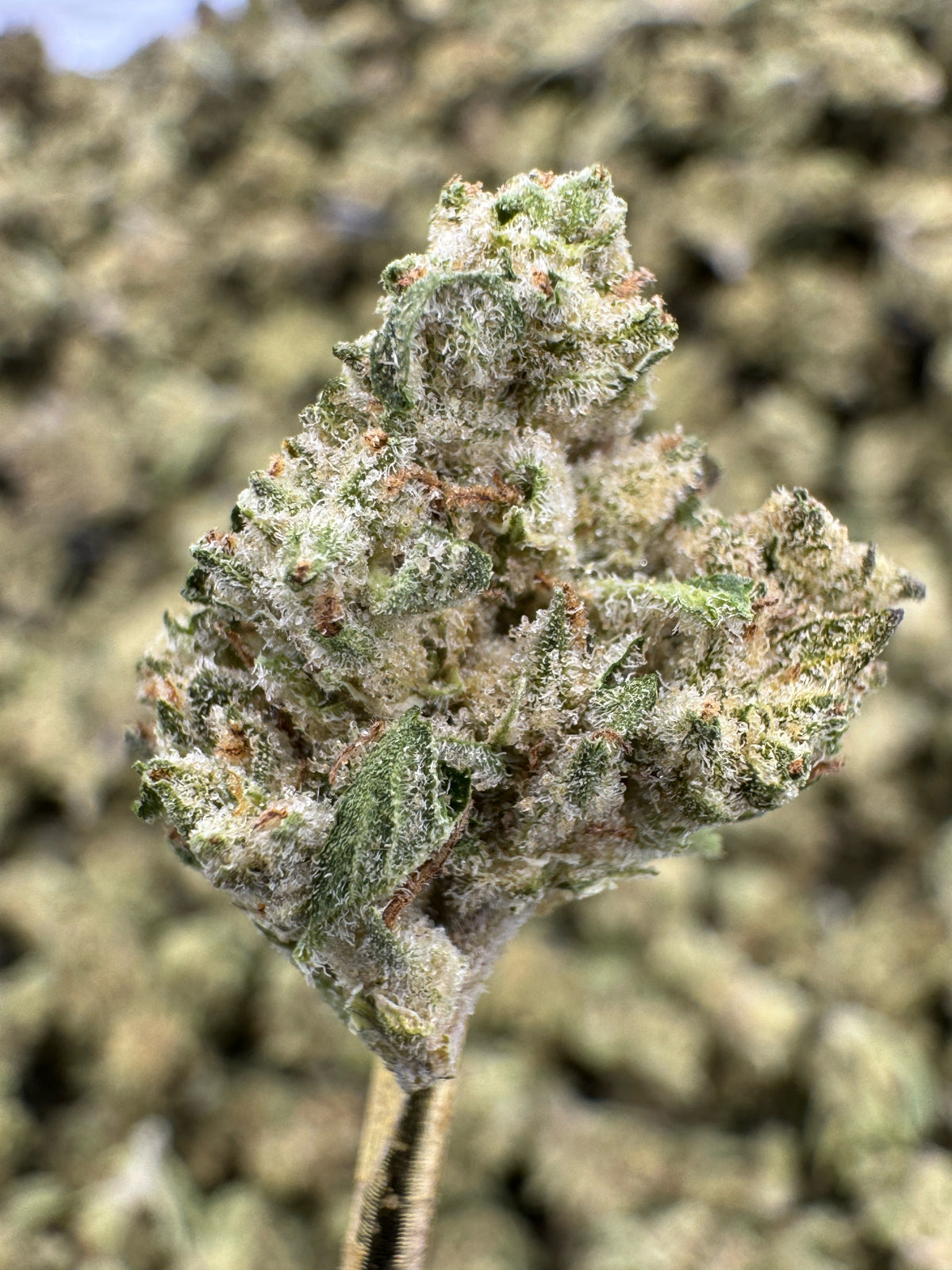 White Widow - THCA Flower - Greenhouse Gold Nuggets