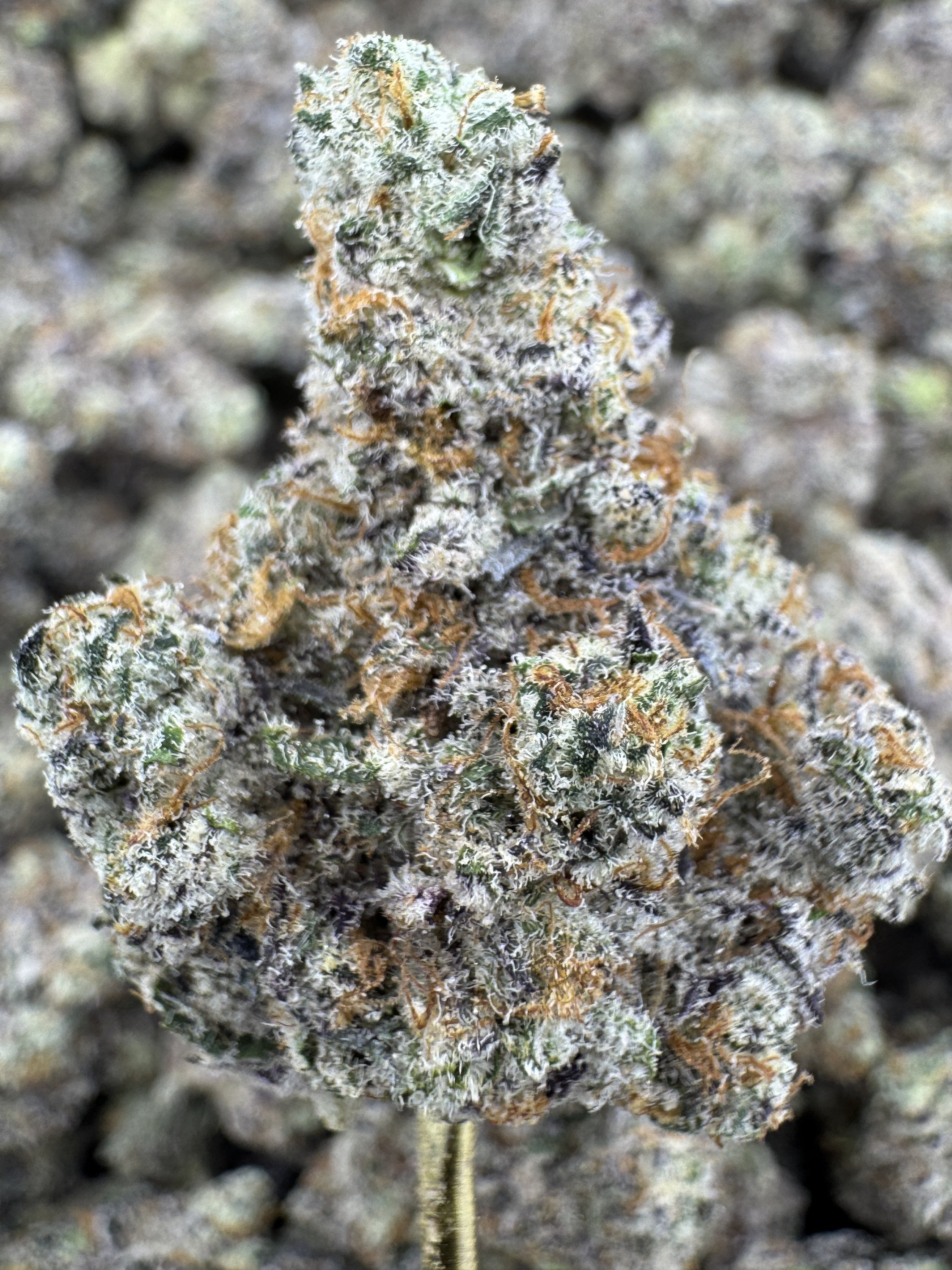 White Chocolate Chip - THCA BULK Flower - Indoor Exotic