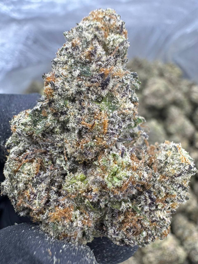 White Chocolate Chip - THCA BULK FLOWER - EXOTIC INDOOR