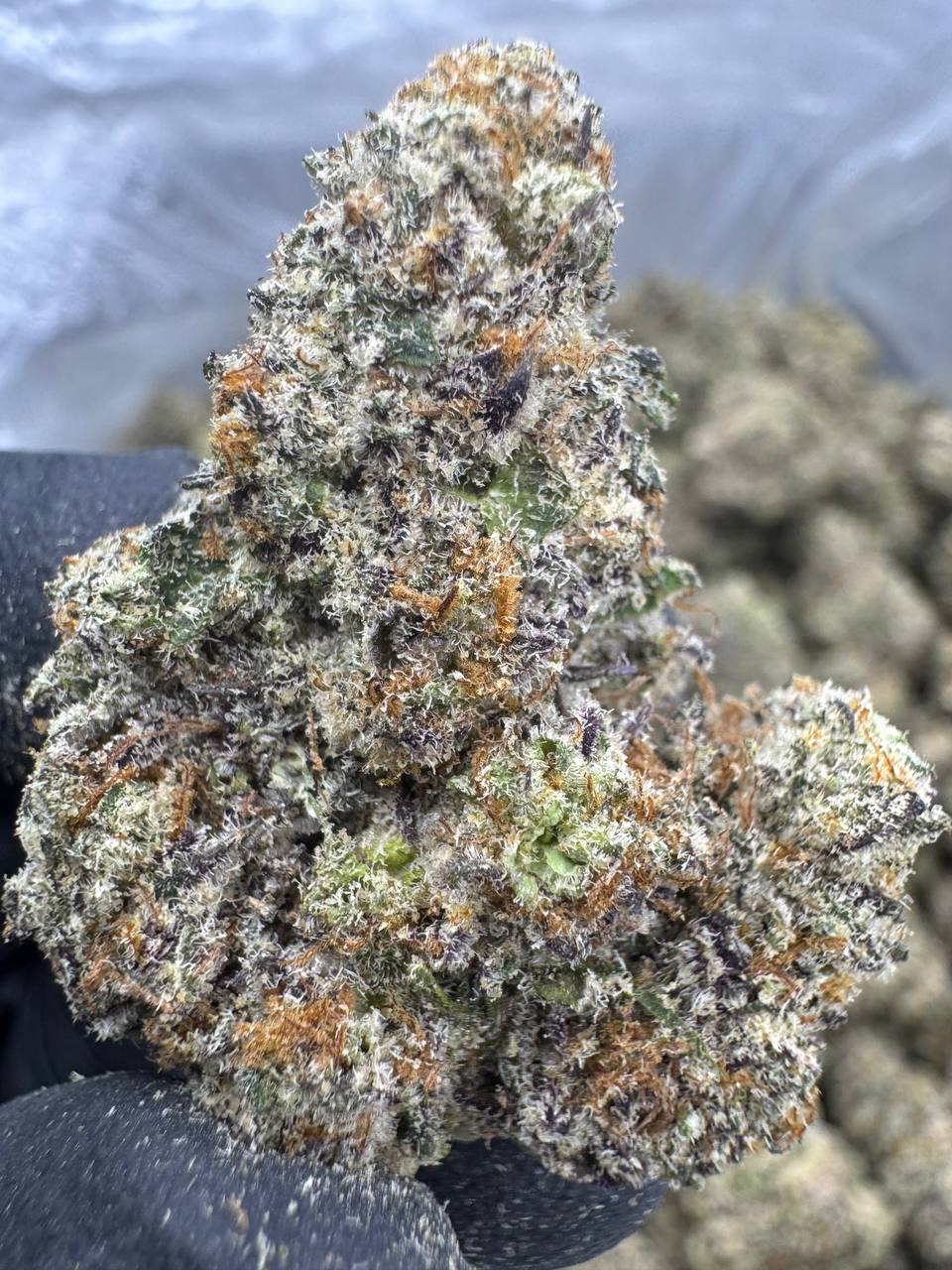 White Chocolate Chip - THCA BULK FLOWER - EXOTIC INDOOR