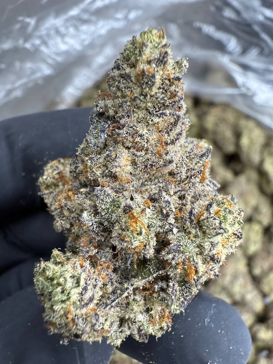 White Chocolate Chip - THCA BULK FLOWER - EXOTIC INDOOR