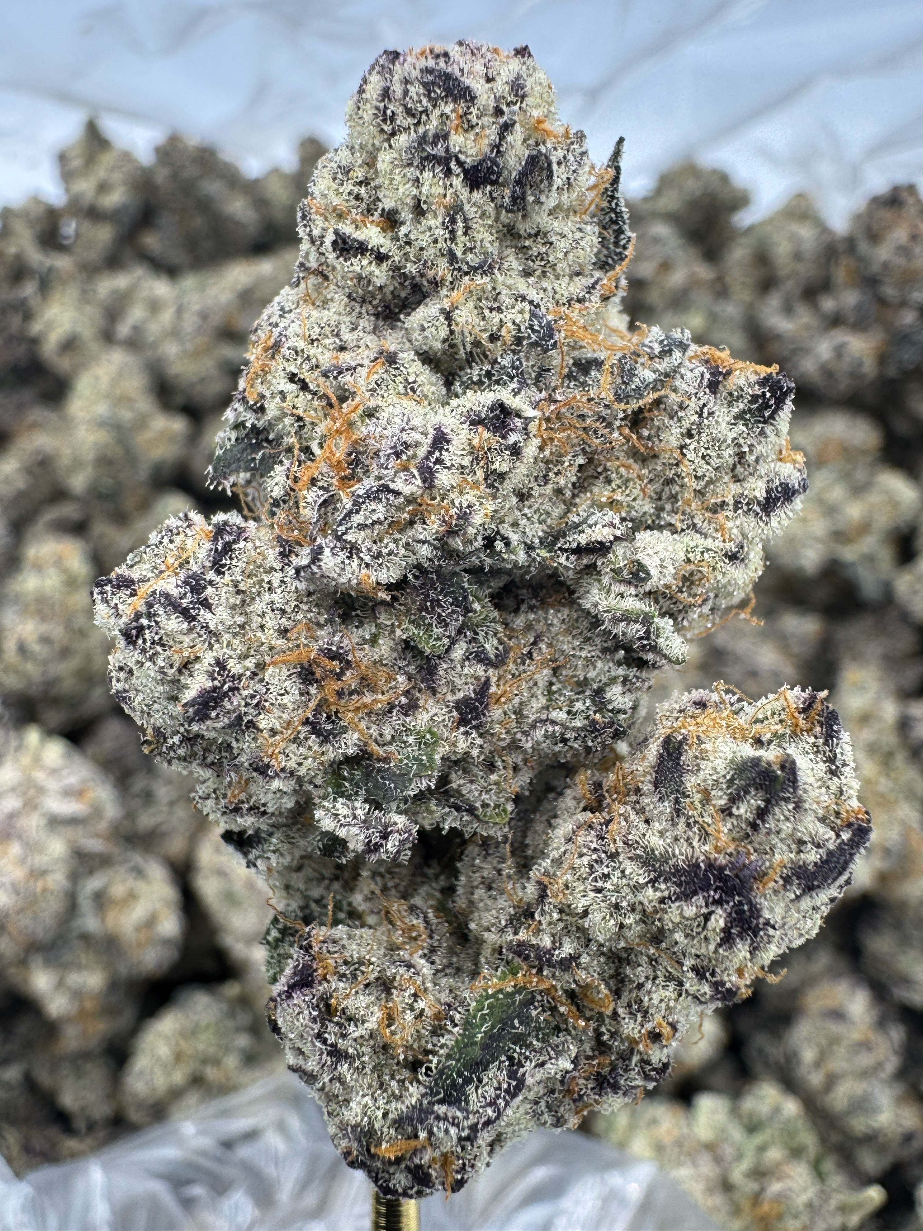 White Chocolate Chip - THCA BULK Flower - Indoor Exotic