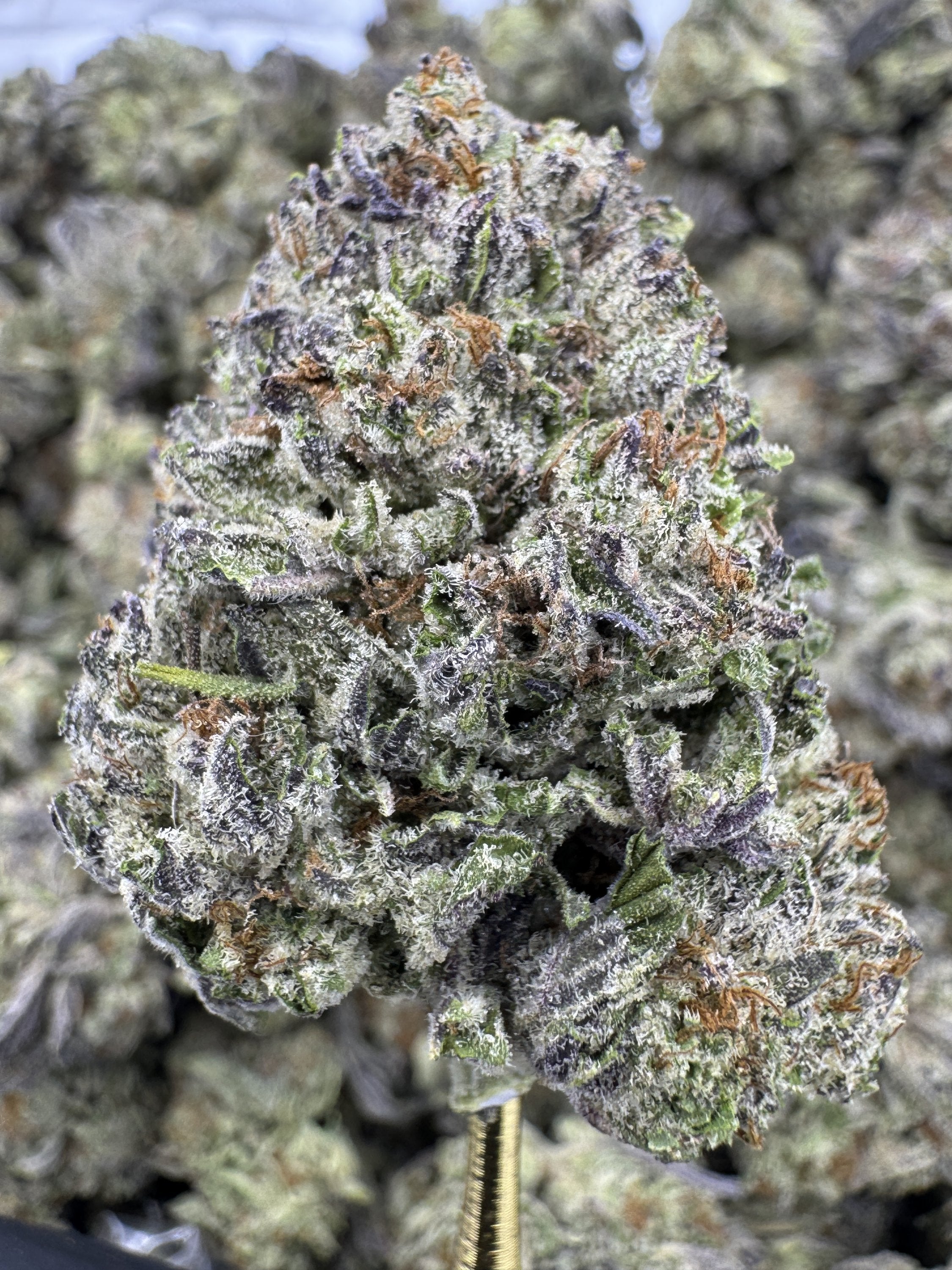 White Durban - THCA BULK Flower - Greenhouse