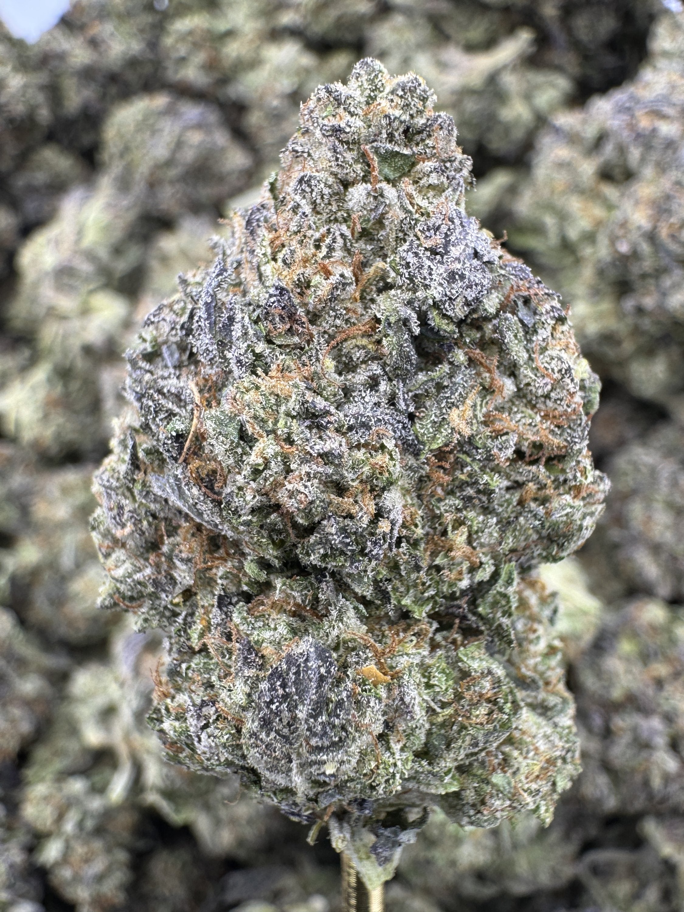 White Gelato - THCA BULK Flower - Indoor
