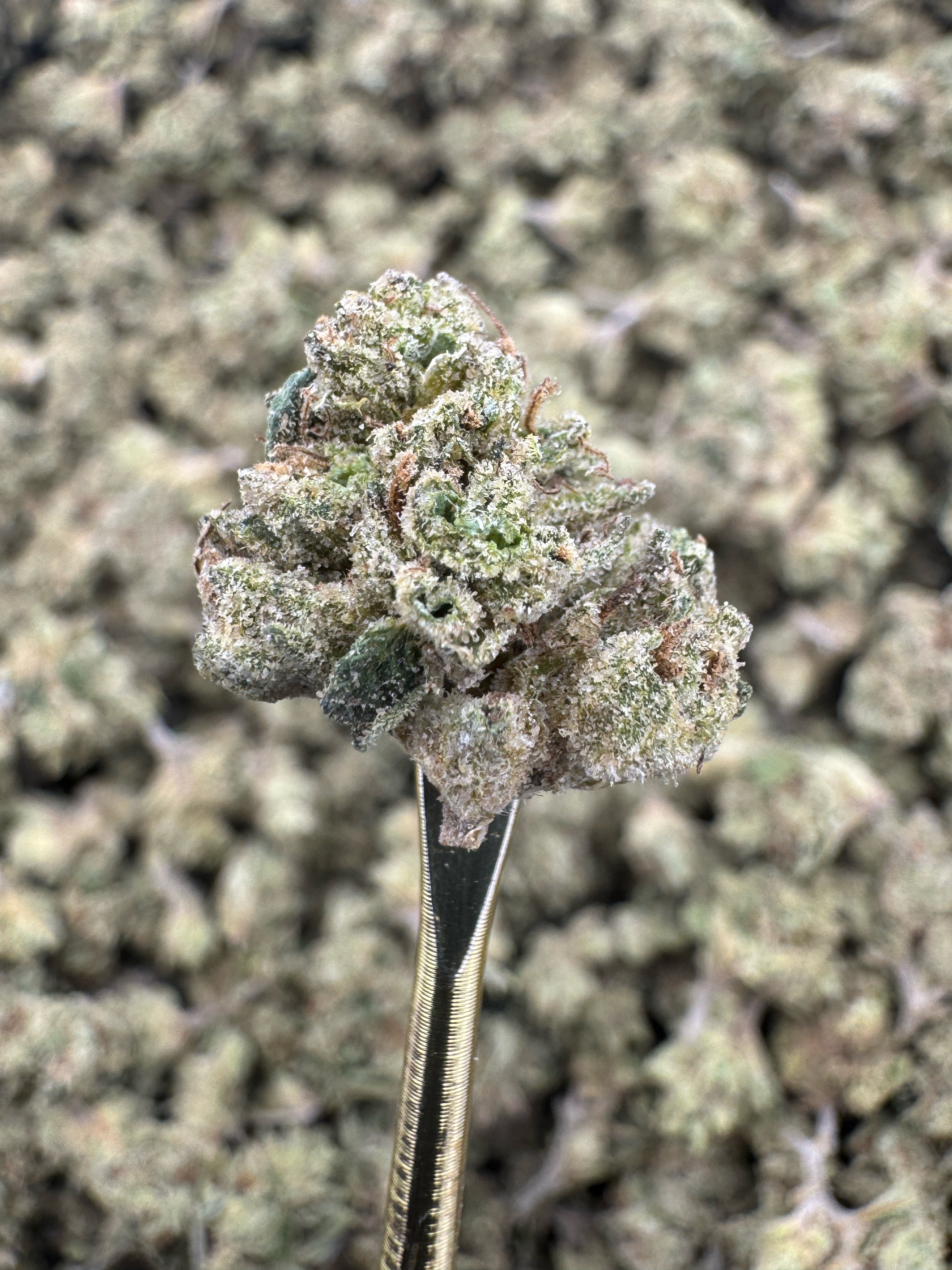 White Gelato - THCA Flower - Greenhouse Gold Nuggets