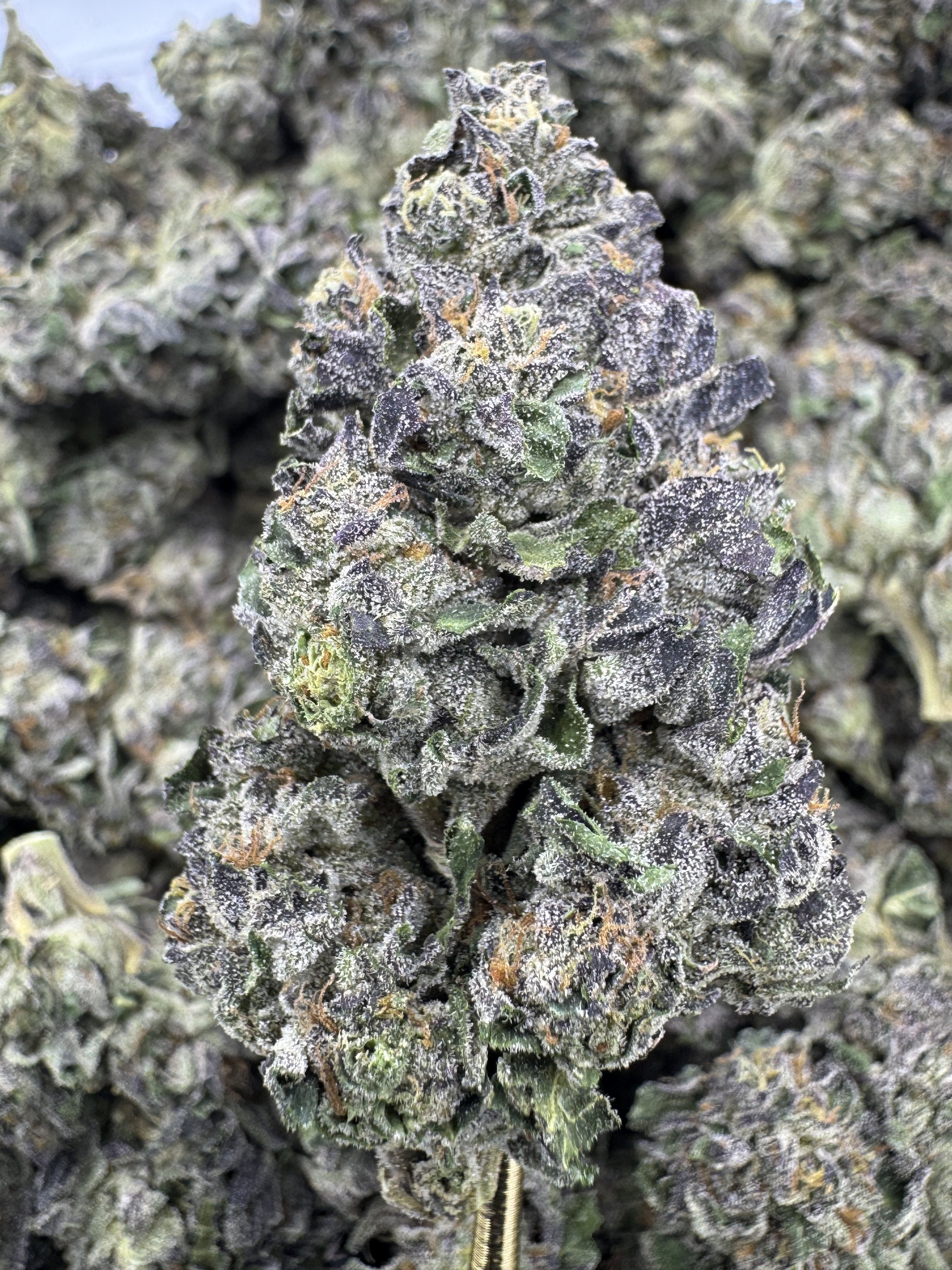 White Runtz - THCA BULK Flower - Greenhouse
