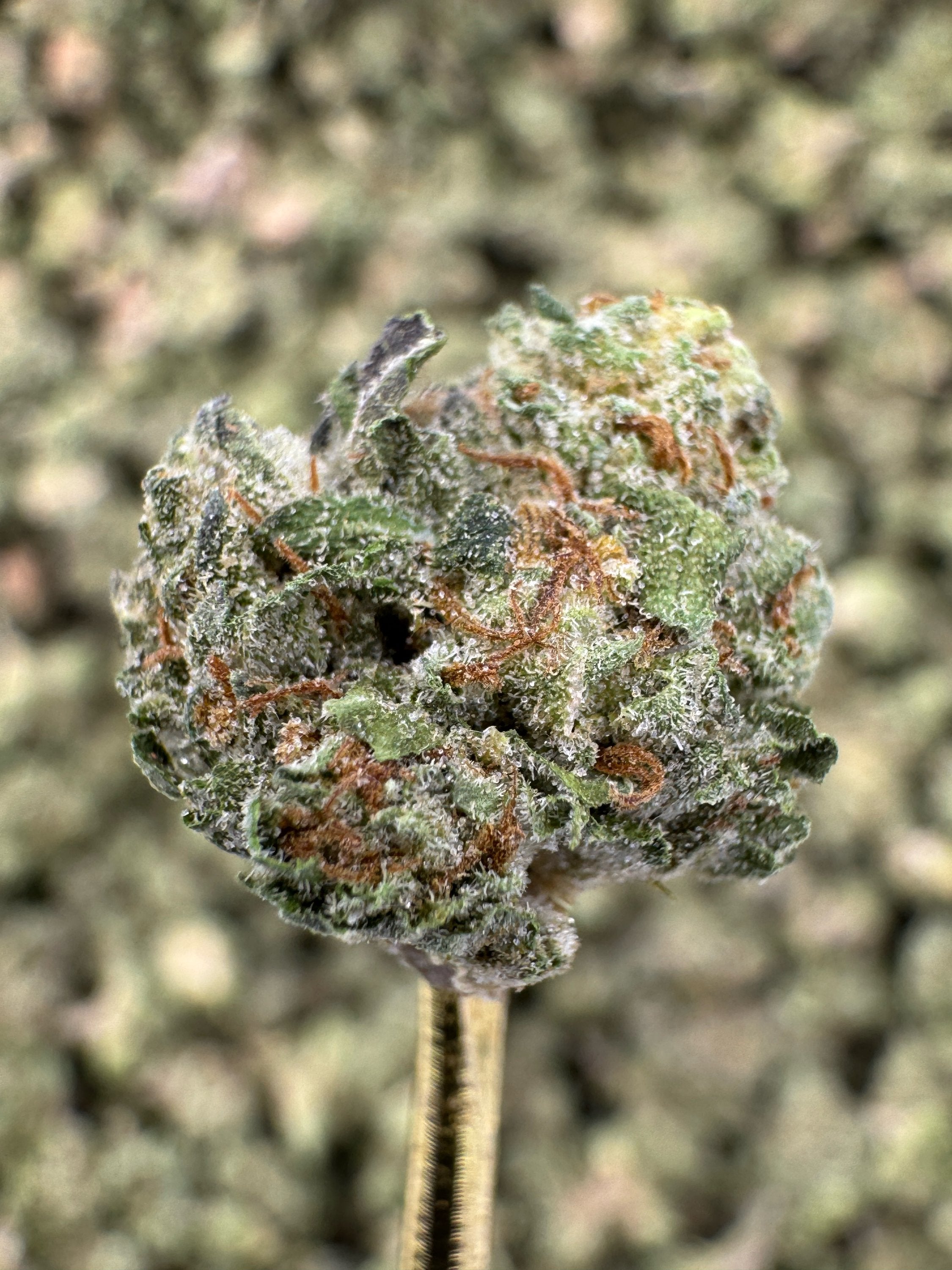 White Runtz - THCA Flower - Greenhouse Gold Nuggets