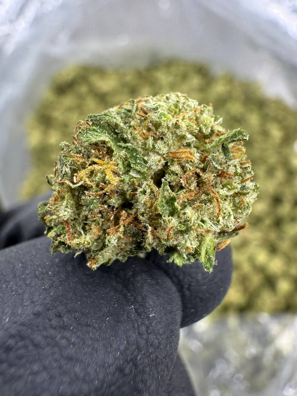 White Tahoe Cookies - THCA Flower - Greenhouse Gold Nuggets