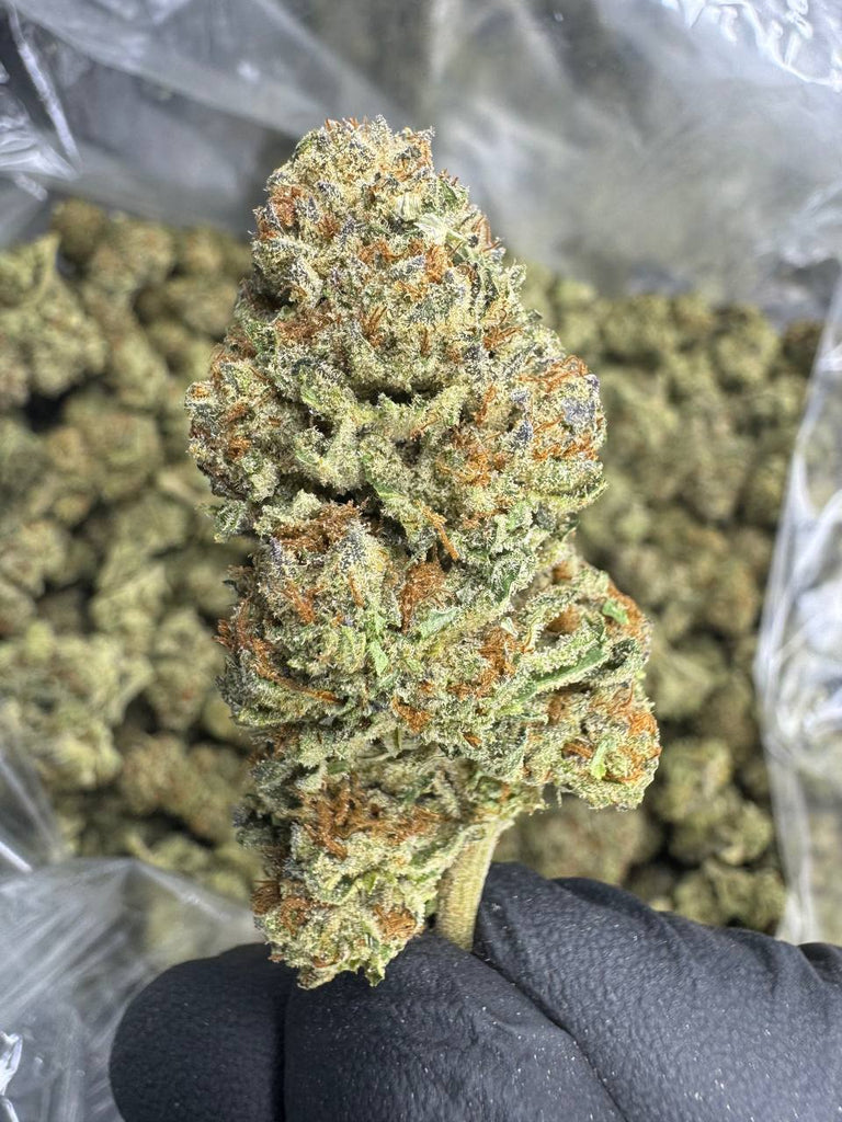 White Truffle - THCA BULK FLOWER - CLASSIC RESERVE