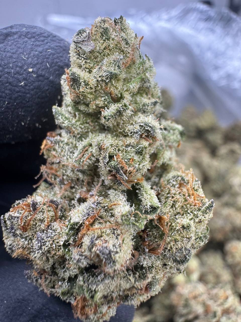 White Truffle - THCA BULK Flower - Indoor Exotic