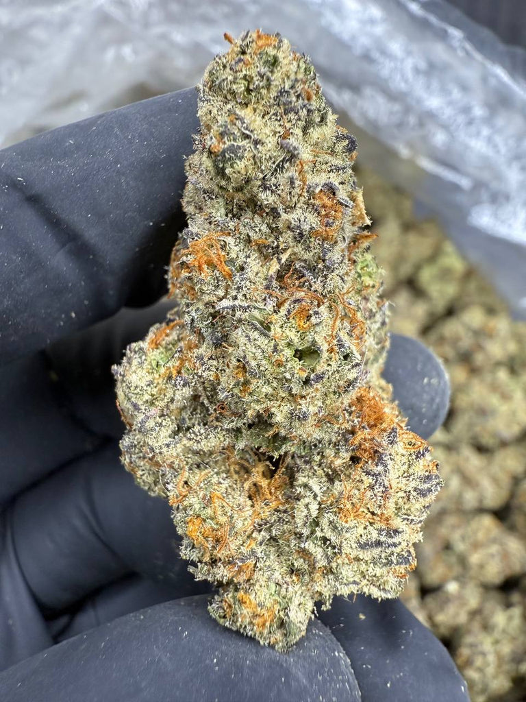 White Truffle - THCA BULK FLOWER - EXOTIC INDOOR