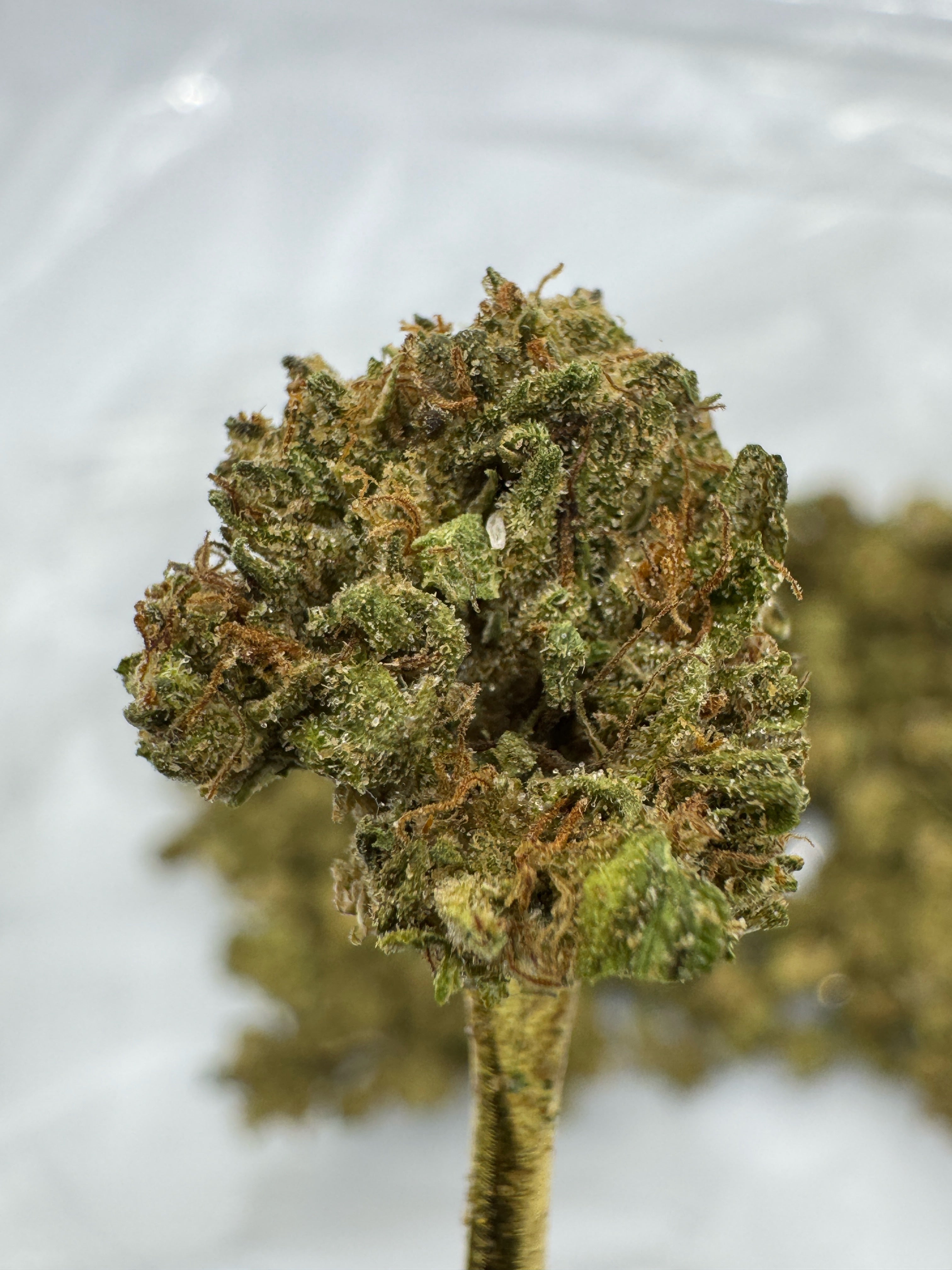 White Truffle - THCA Flower - Sungrown Gold Nuggets