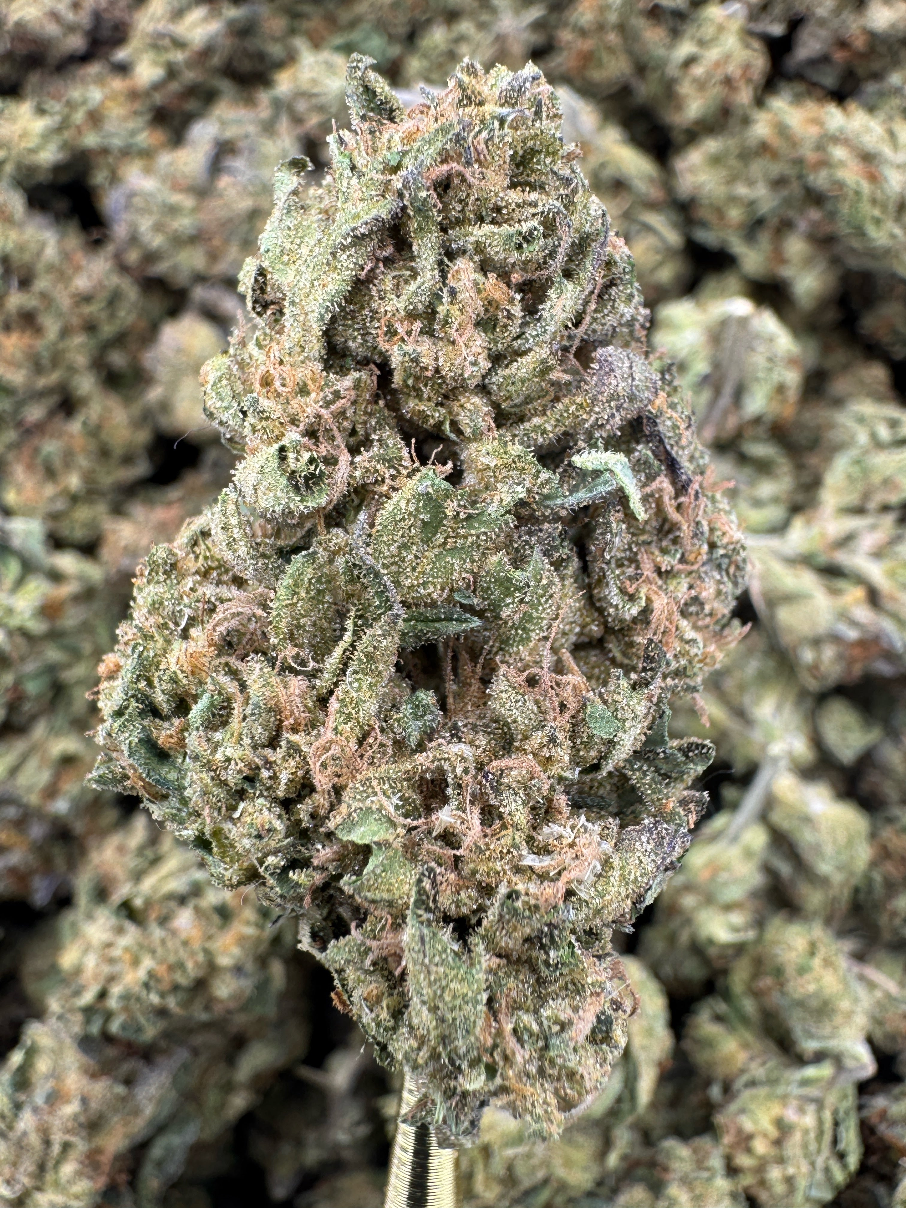 White Truffle - THCA BULK Flower - Sungrown
