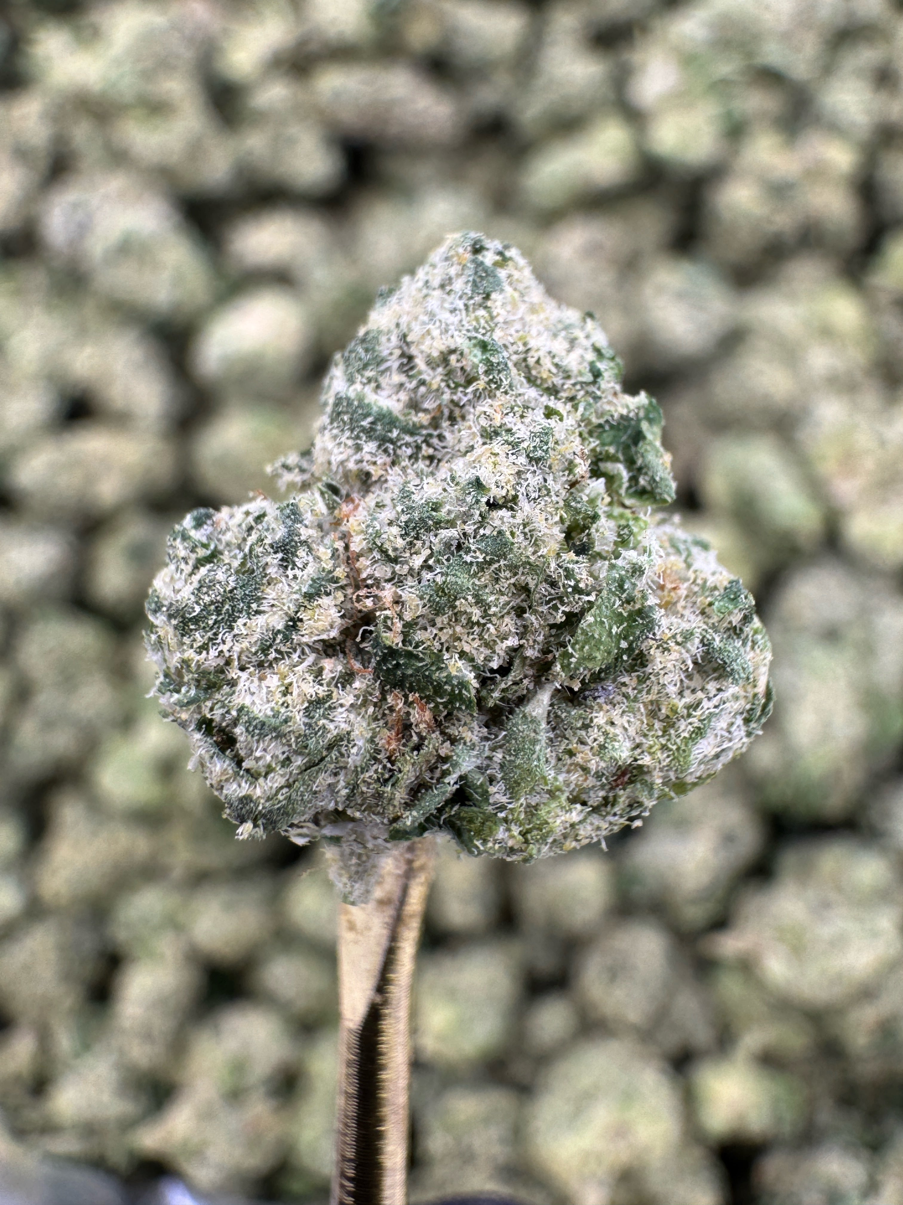 Zashimi - THCA Flower - Indoor Gold Nuggets Exotic