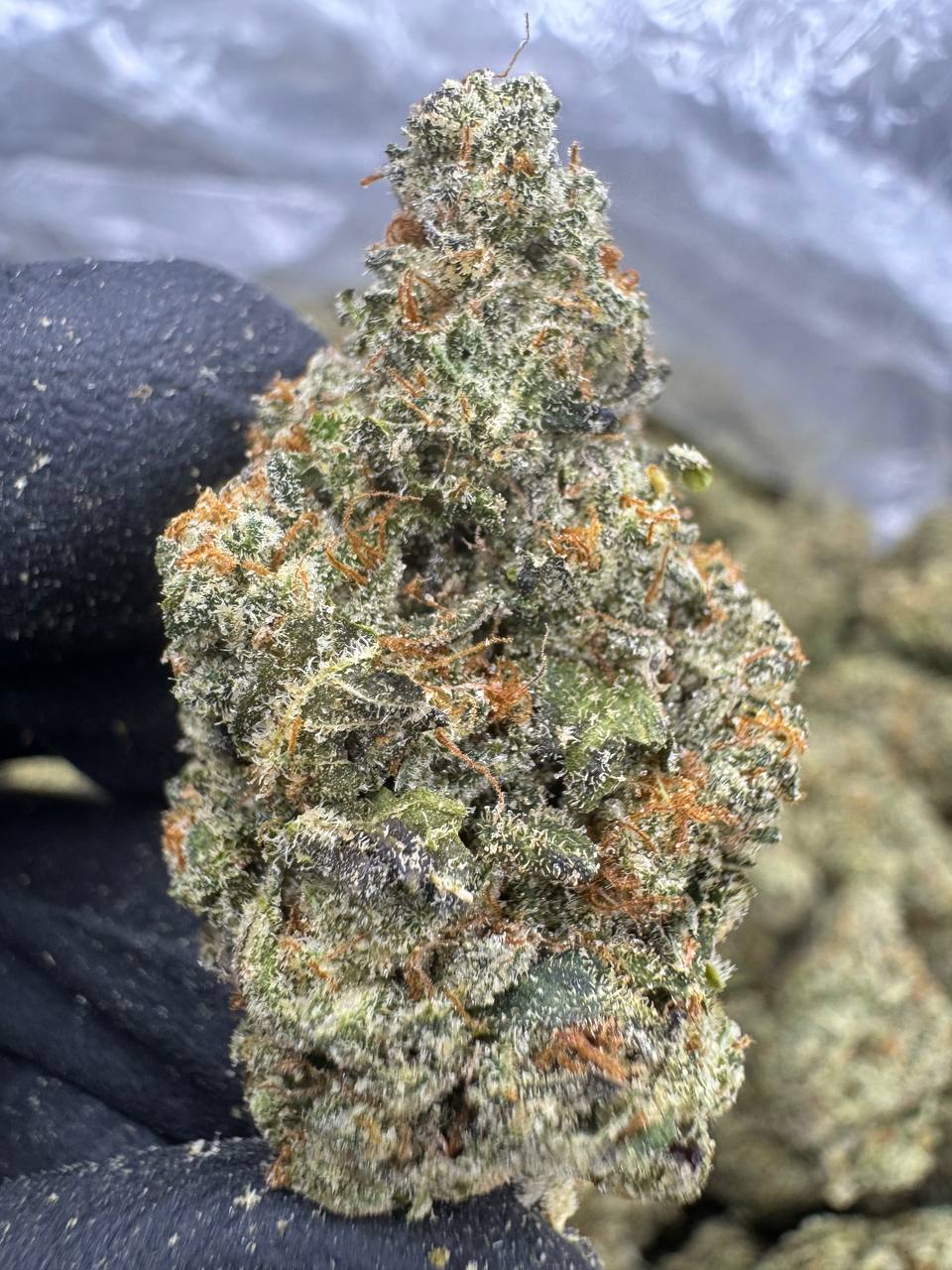 Zashimi - THCA BULK FLOWER - EXOTIC INDOOR