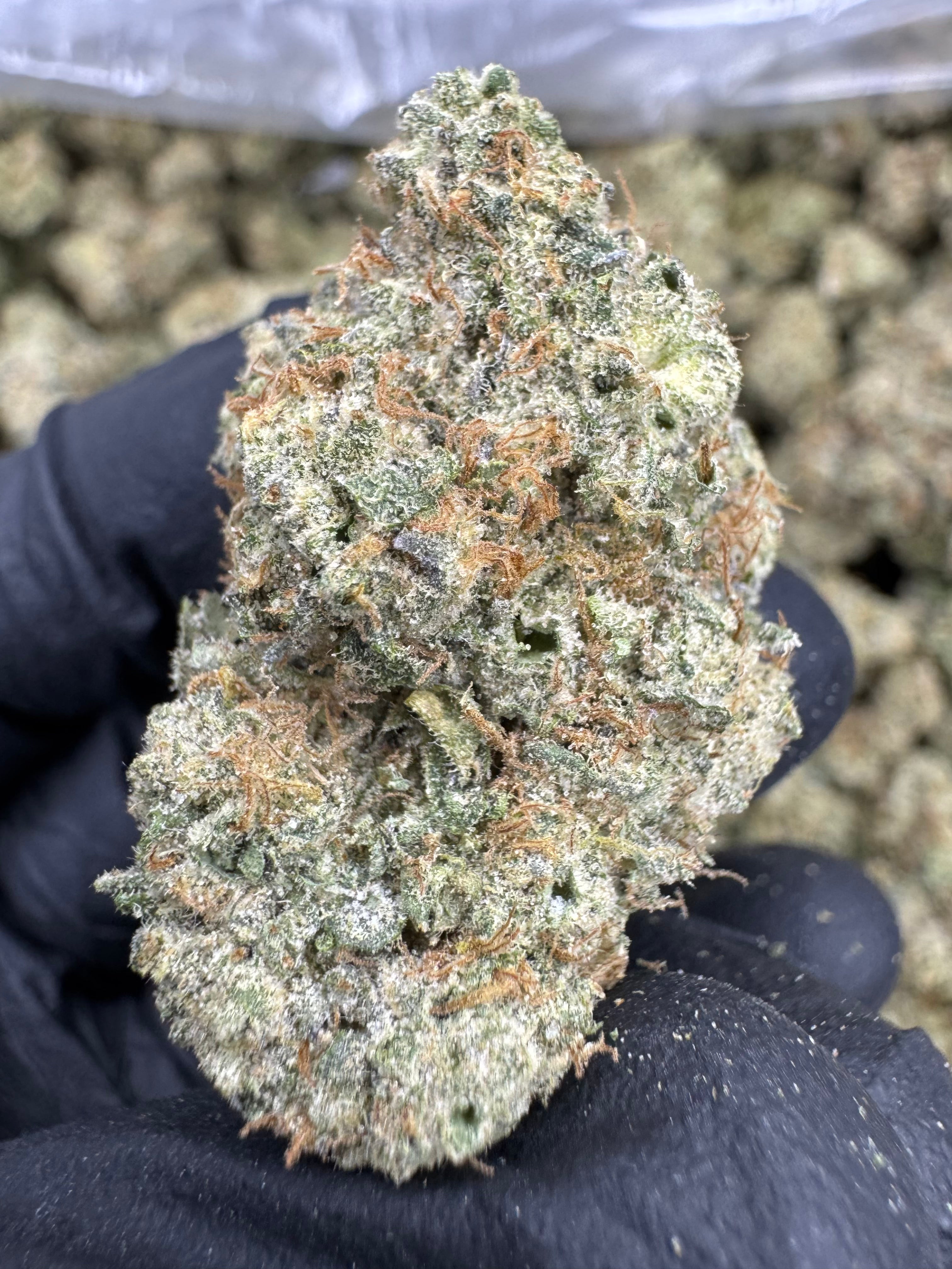 White Runtz - THCA BULK Flower - Indoor