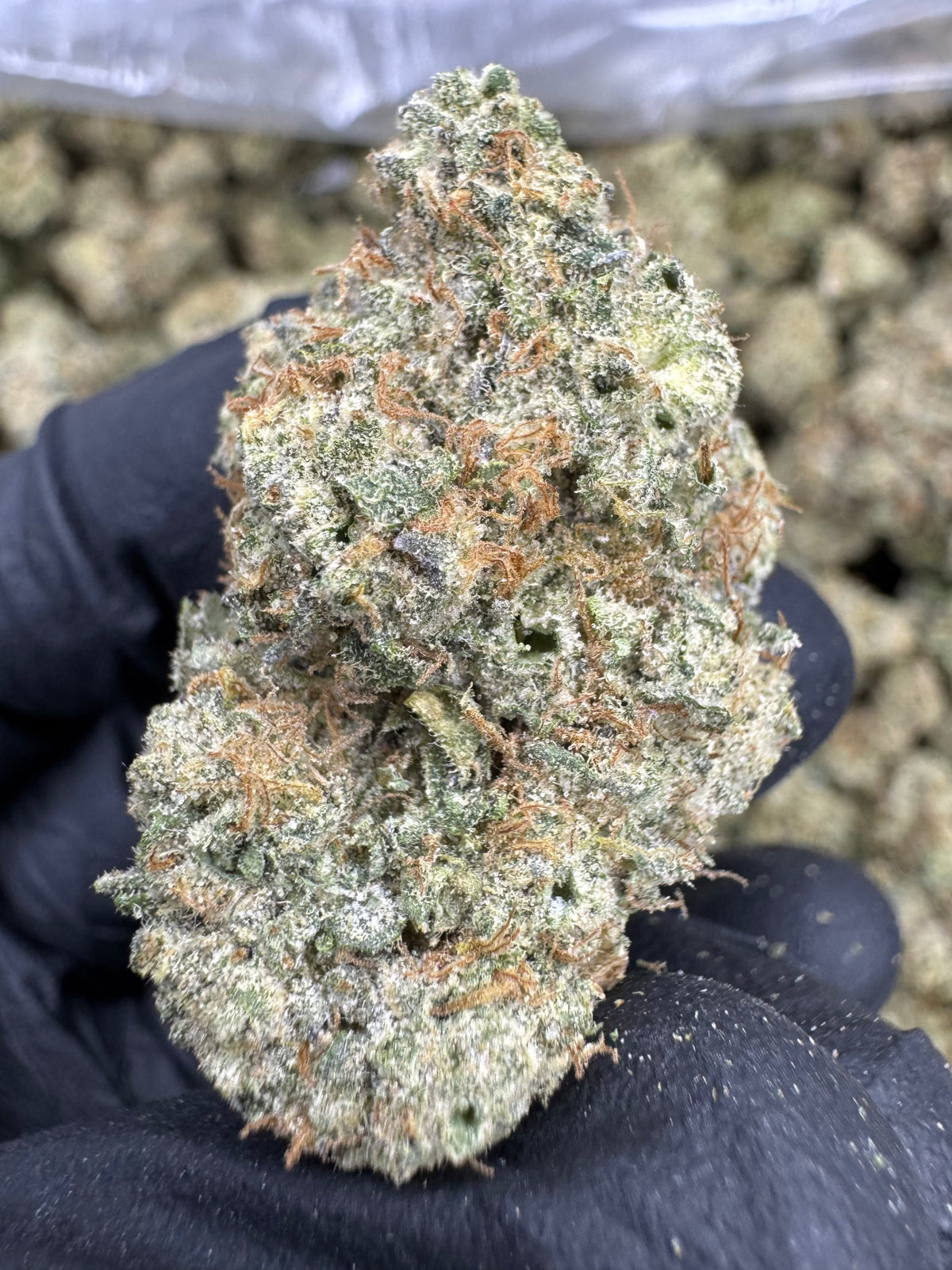 White Runtz - THCA BULK Flower - Indoor