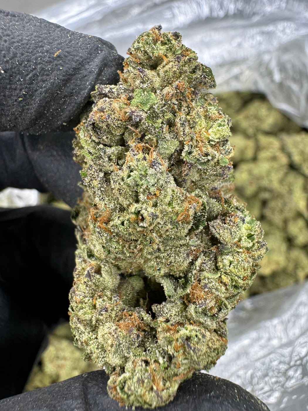 White Runtz- THCA BULK FLOWER -AA INDOOR