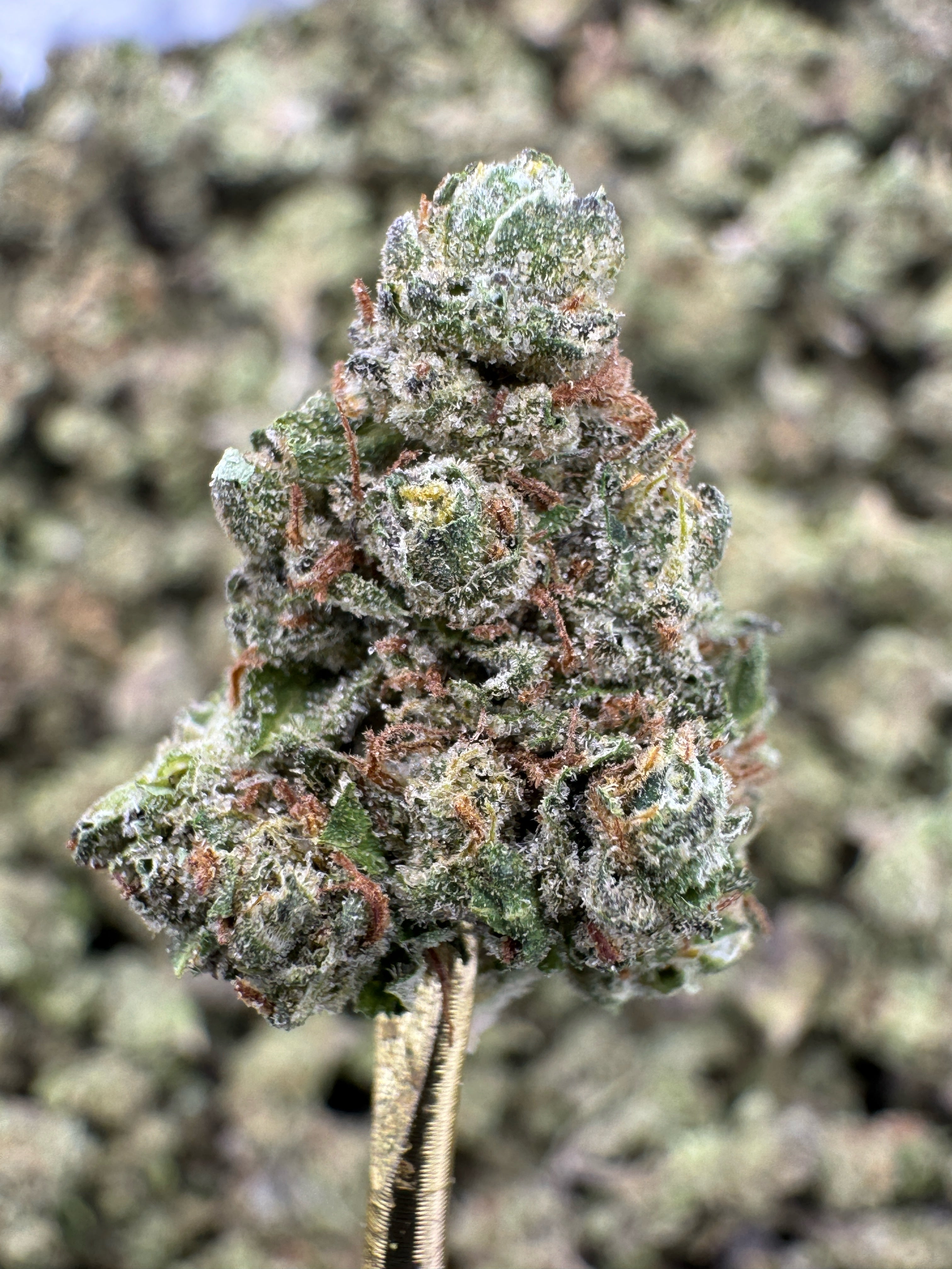Zonuts - THCA Flower - Greenhouse Gold Nuggets