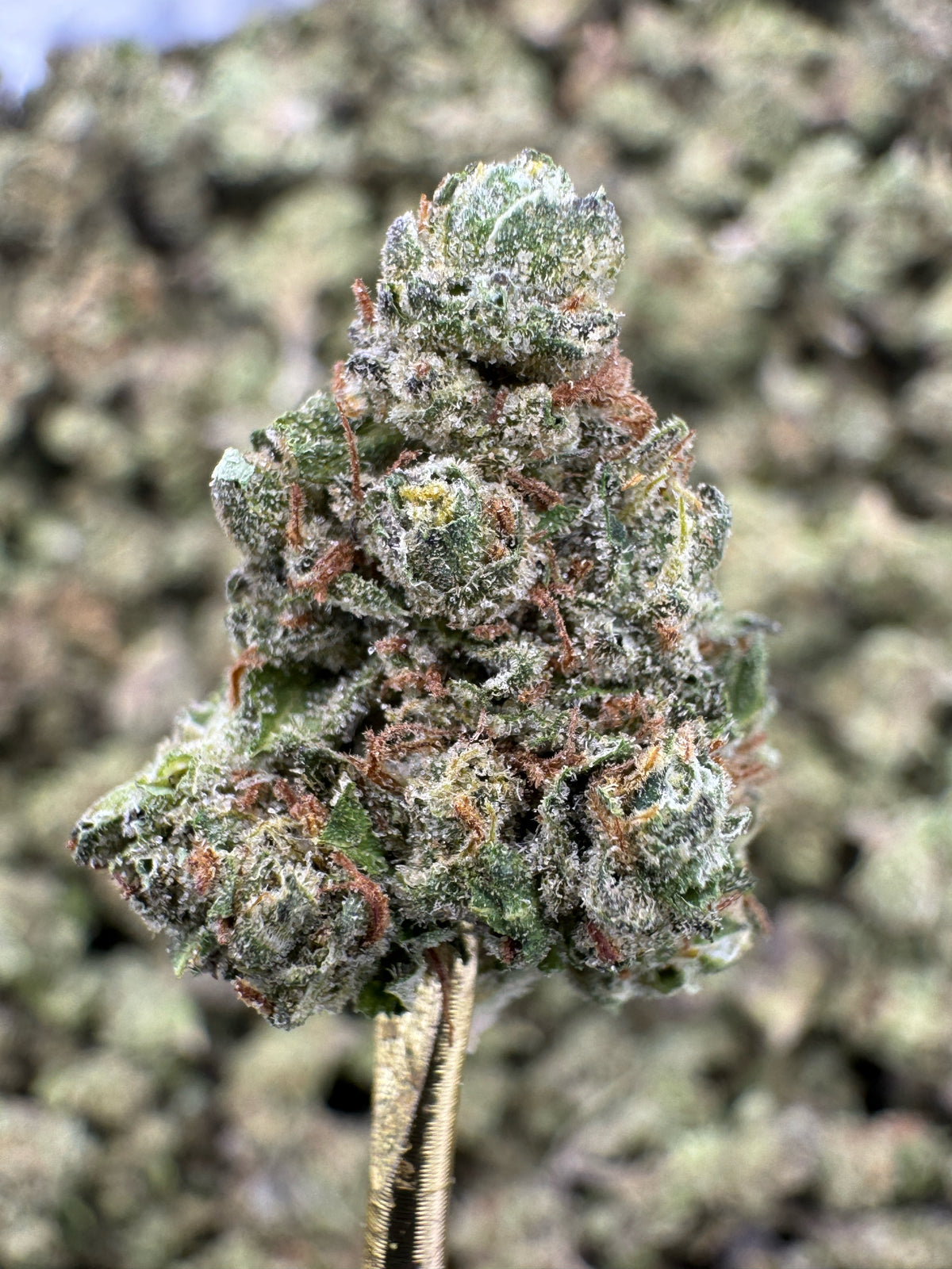 Zonuts - THCA Flower - Greenhouse Gold Nuggets