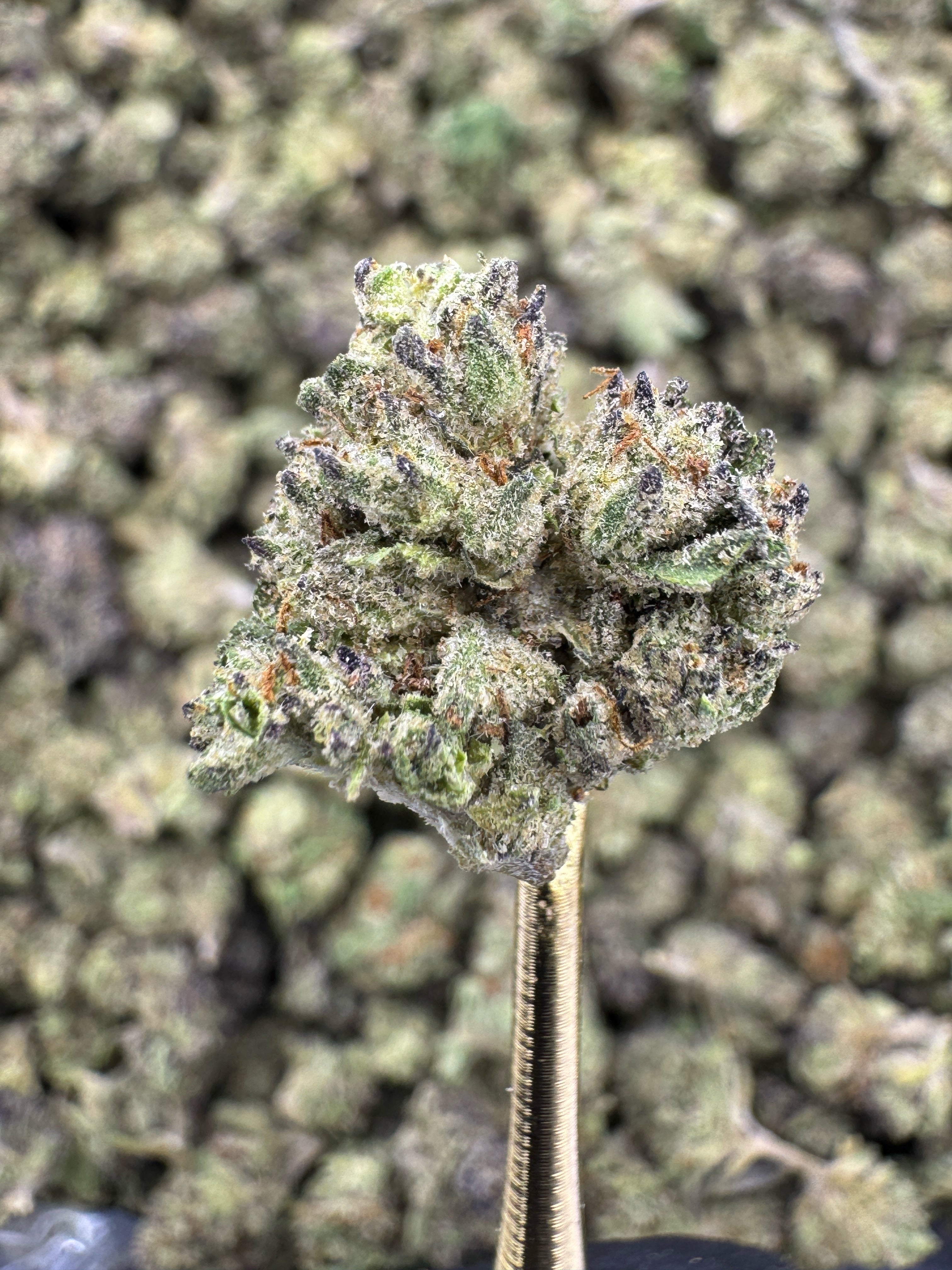 Zonuts - THCA BULK Flower - Greenhouse Smalls