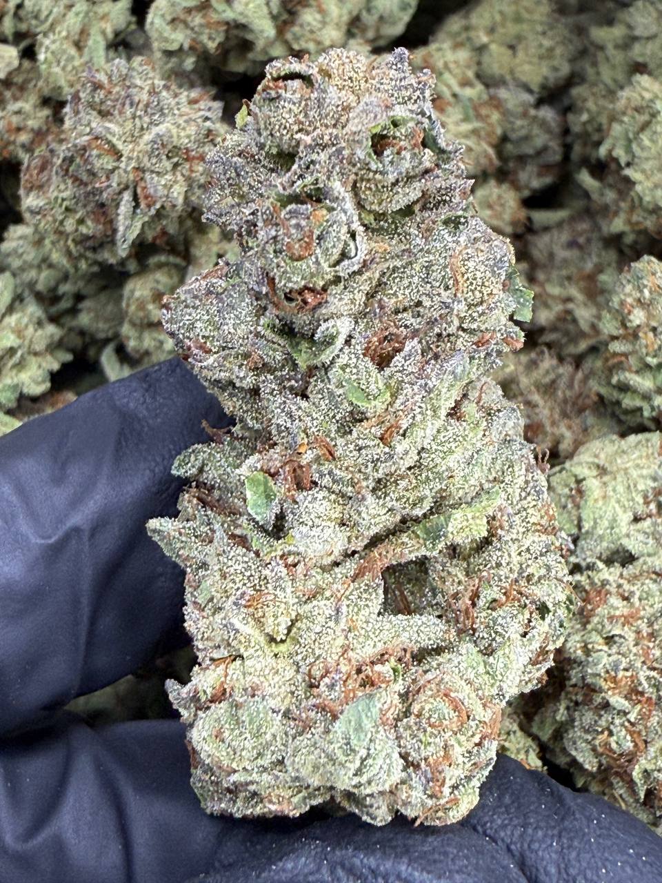 Gelato Cake - THCA BULK FLOWER - CLASSIC RESERVE