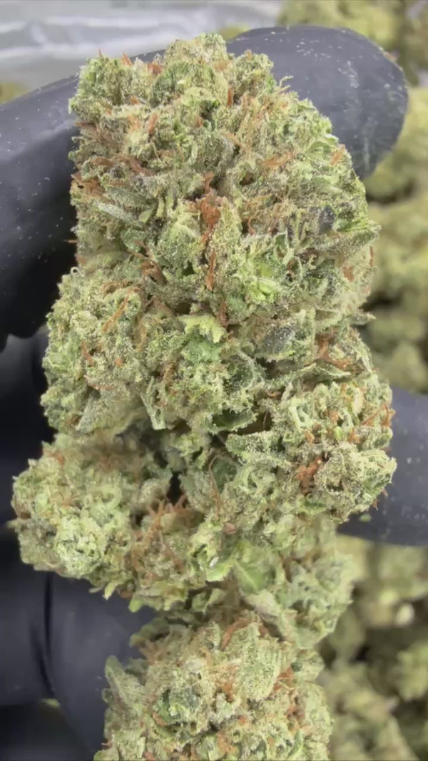 OG Kush - THCA BULK Flower - Sungrown