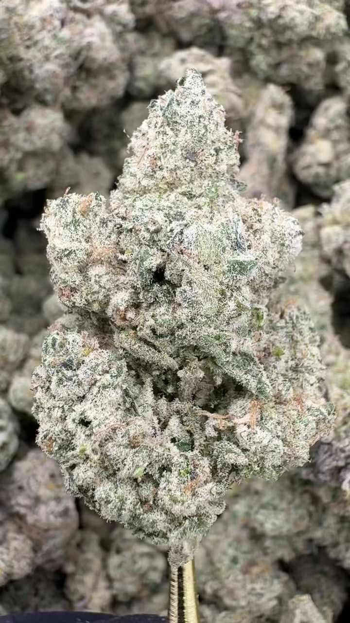 Pink Runtz - THCA Flower - Indoor Top Cut Exotic | Gold Canna