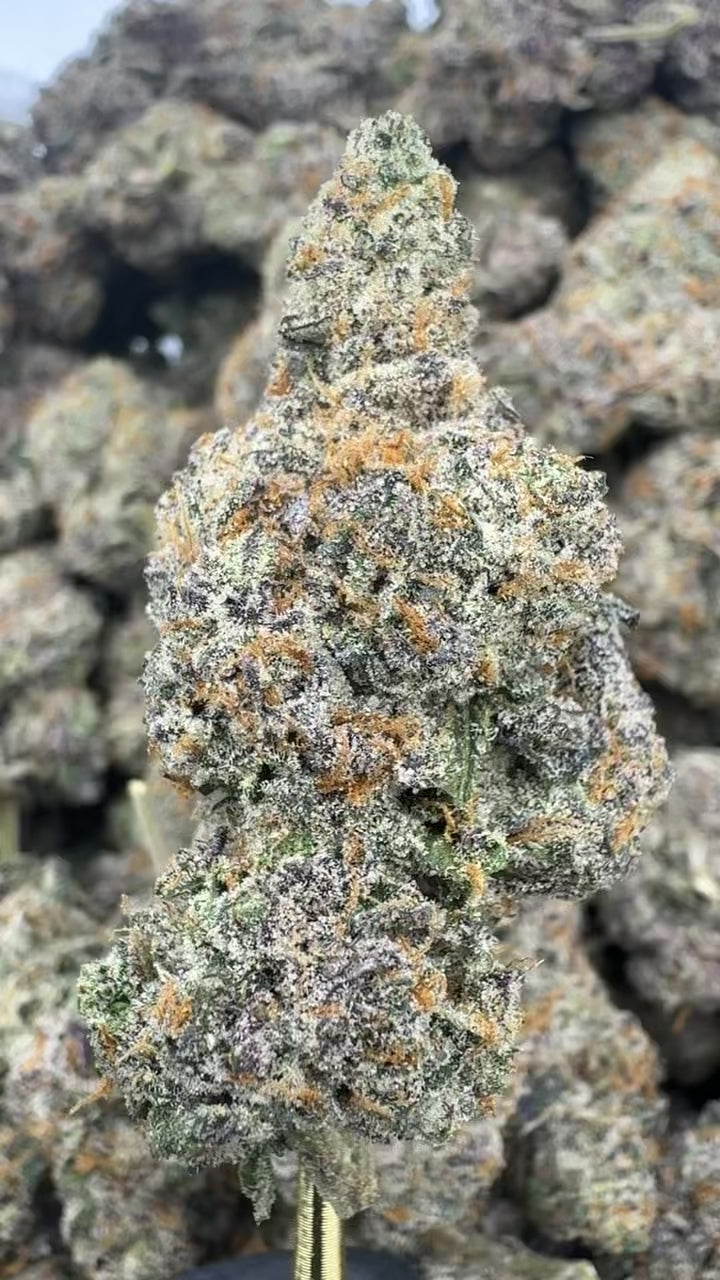 Bolo Runtz - THCA BULK Flower - Indoor Exotic | Gold Canna