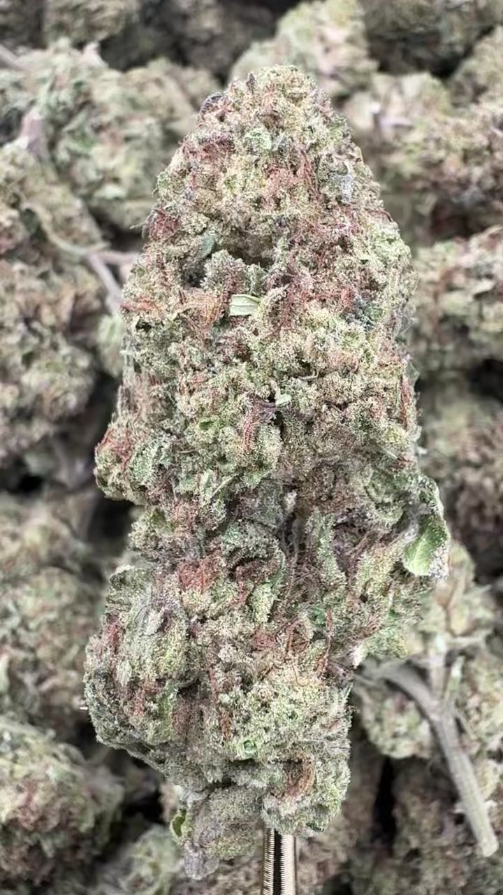 Runtz - THCA BULK Flower - Greenhouse | Gold Canna
