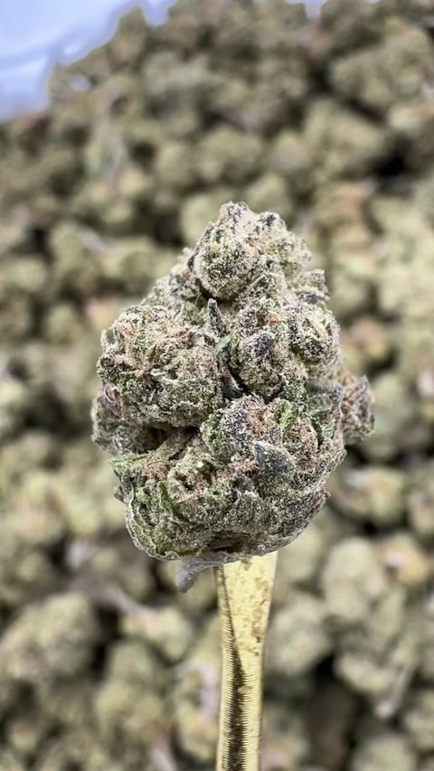 El Chivo - THCA Flower - Greenhouse Gold Nuggets | Gold Canna