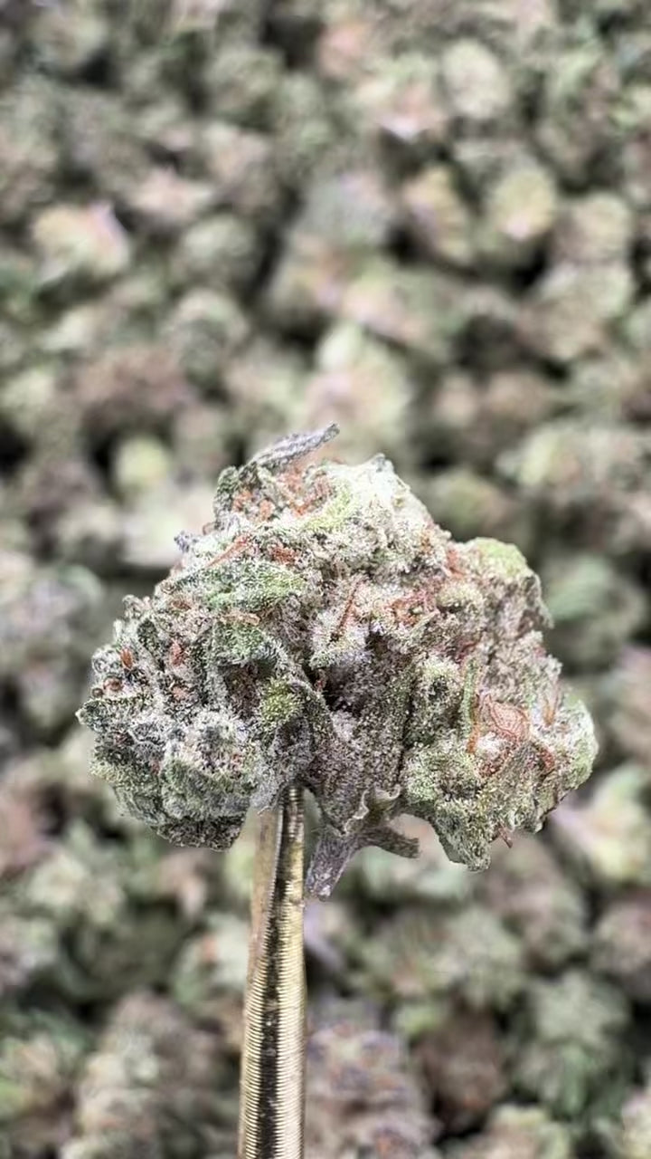 Pink Runtz - THCA BULK Flower - Greenhouse Smalls | Gold Canna