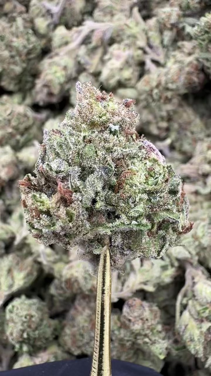 Pink Runtz - THCA BULK Flower - Greenhouse | Gold Canna